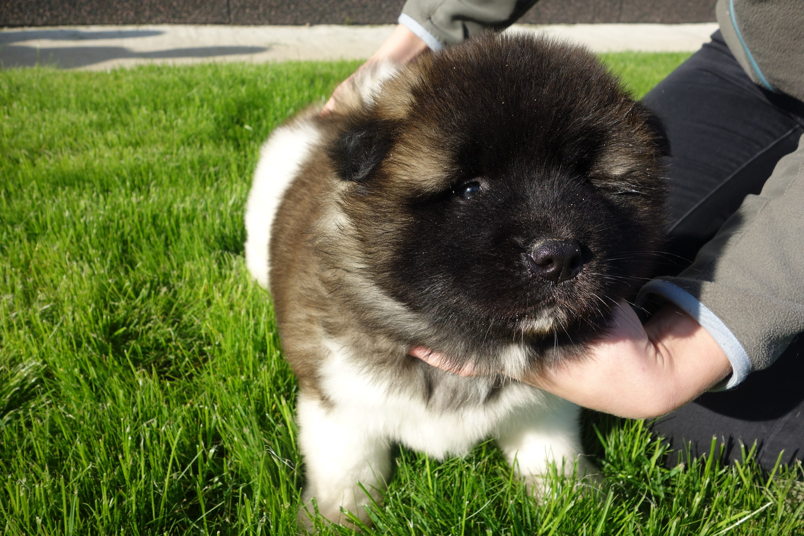 Американская акита питомник RUBYLIGHT. Американская акита I Сиба ину I Питомник RUBYLIGHT