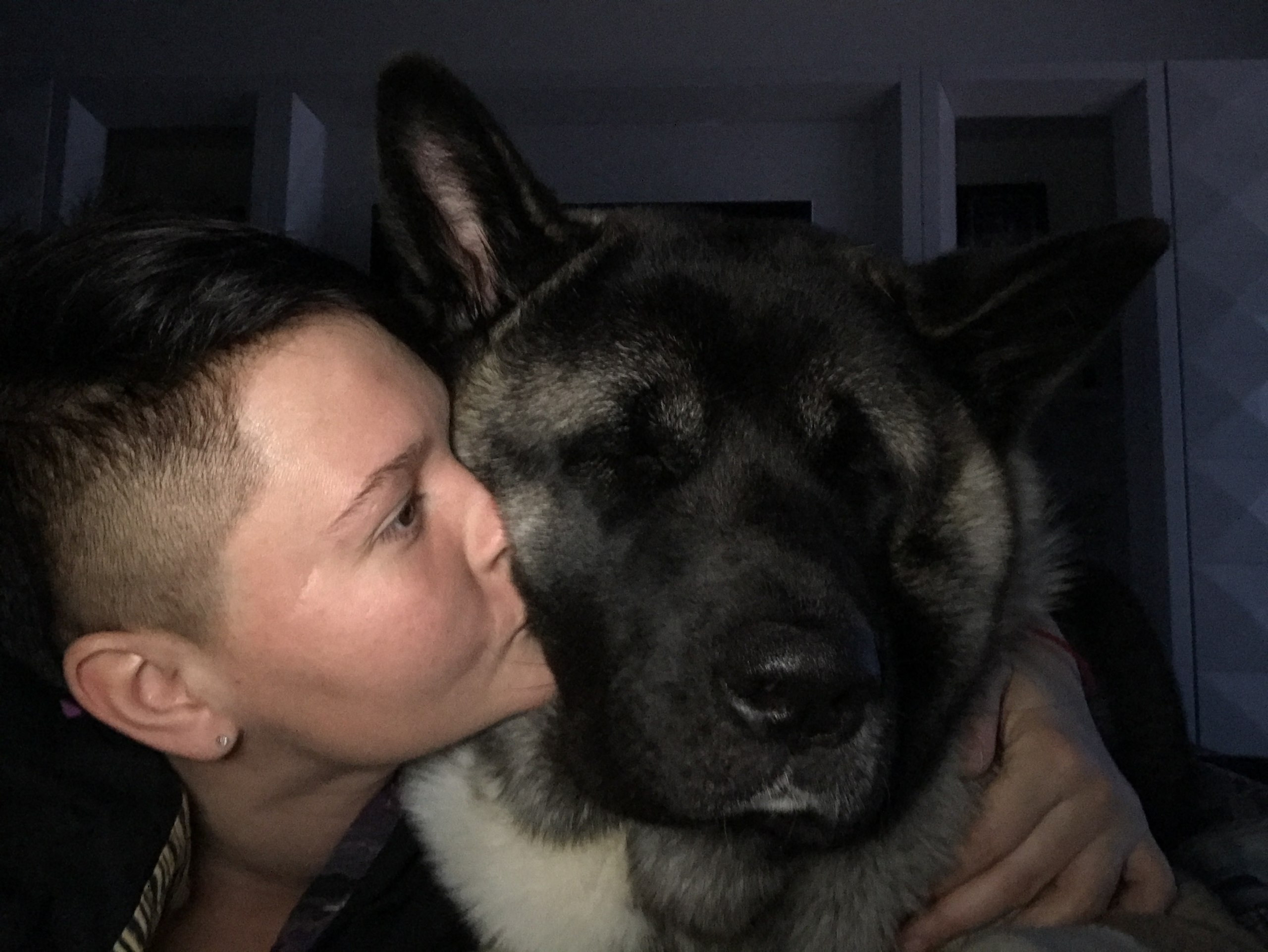 Американская акита питомник RUBYLIGHT. Американская акита I Сиба ину I Питомник RUBYLIGHT