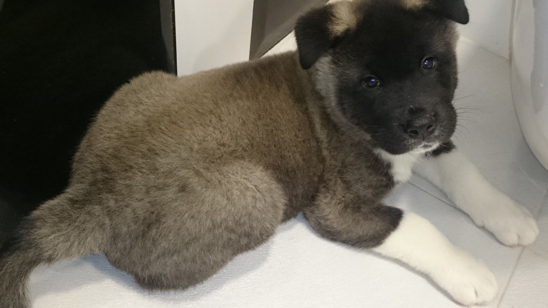 Американская акита питомник RUBYLIGHT. Американская акита I Сиба ину I Питомник RUBYLIGHT