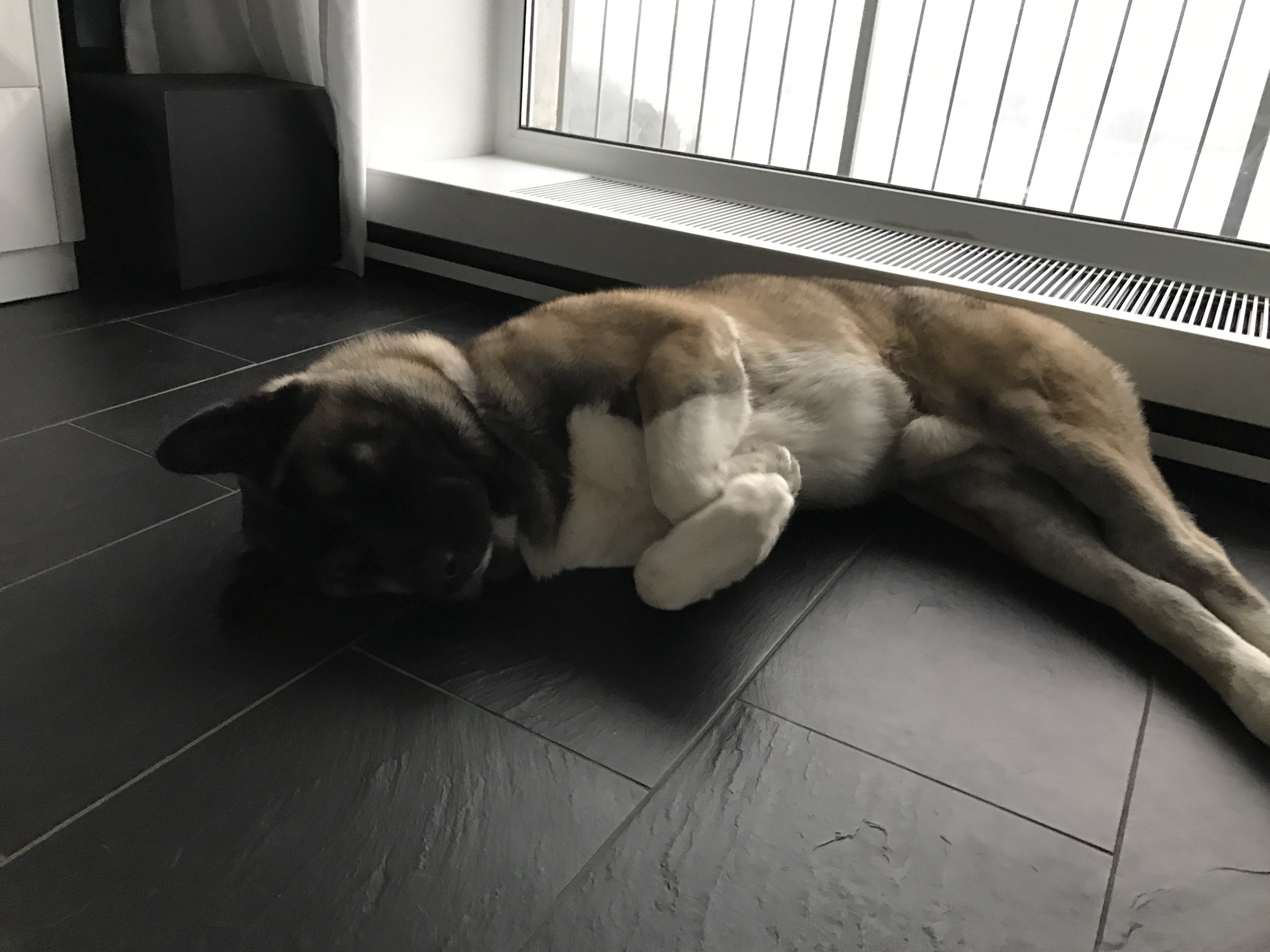 Американская акита питомник RUBYLIGHT. Американская акита I Сиба ину I Питомник RUBYLIGHT