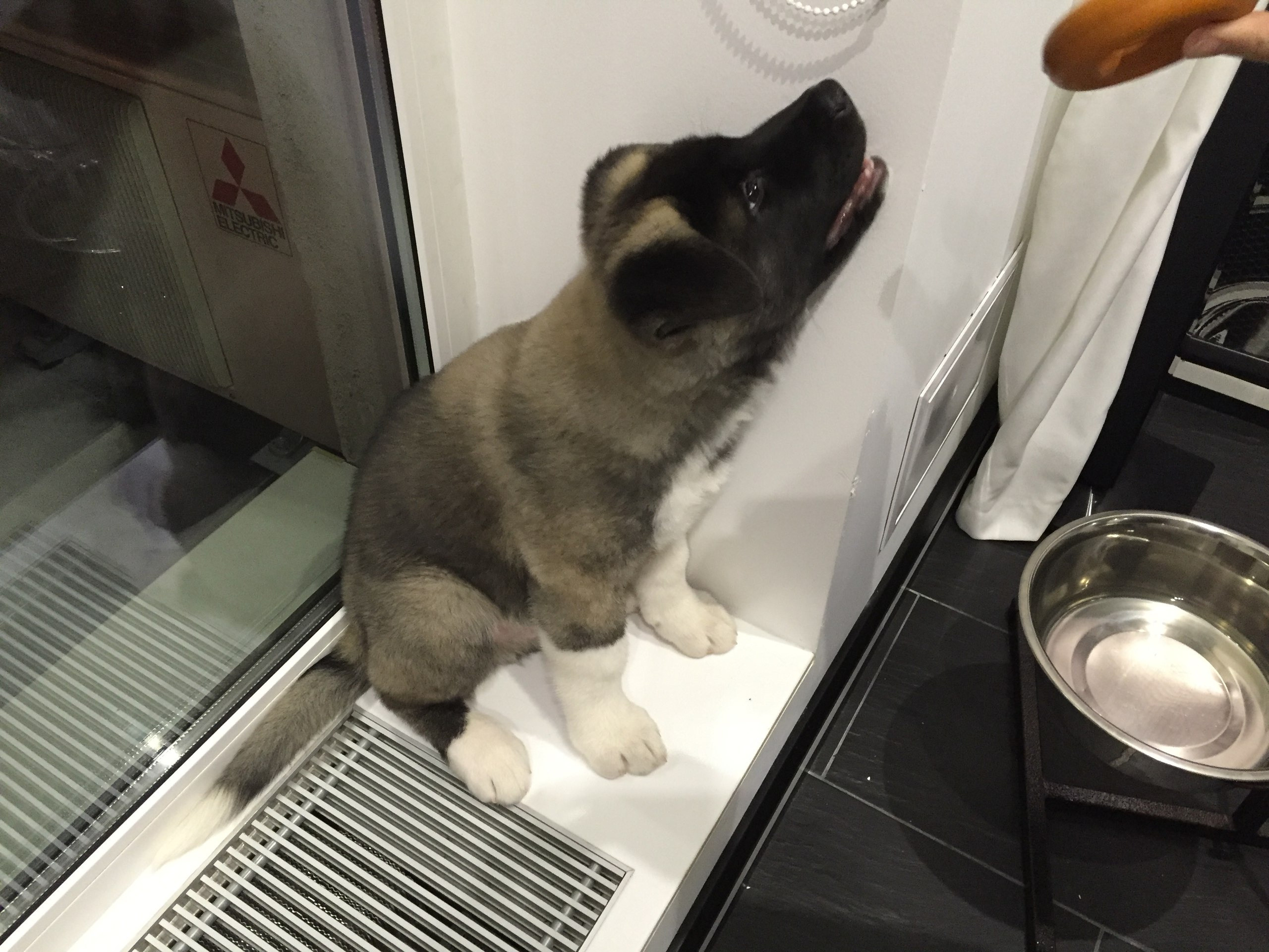 Американская акита питомник RUBYLIGHT. Американская акита I Сиба ину I Питомник RUBYLIGHT