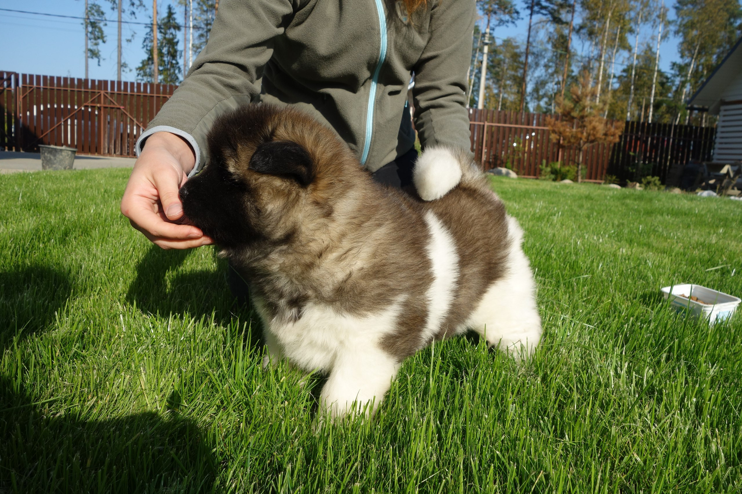 Американская акита питомник RUBYLIGHT. Американская акита I Сиба ину I Питомник RUBYLIGHT