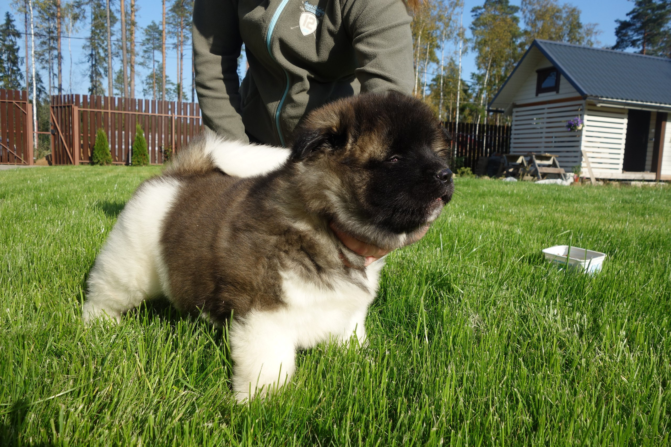 Американская акита питомник RUBYLIGHT. Американская акита I Сиба ину I Питомник RUBYLIGHT