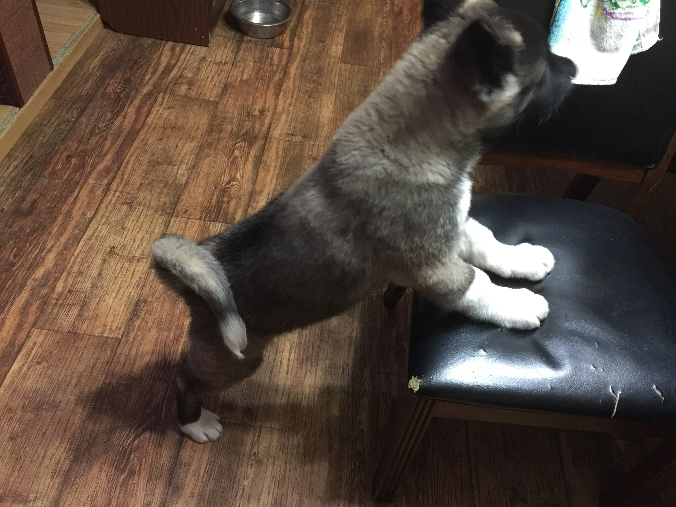 Американская акита питомник RUBYLIGHT. Американская акита I Сиба ину I Питомник RUBYLIGHT