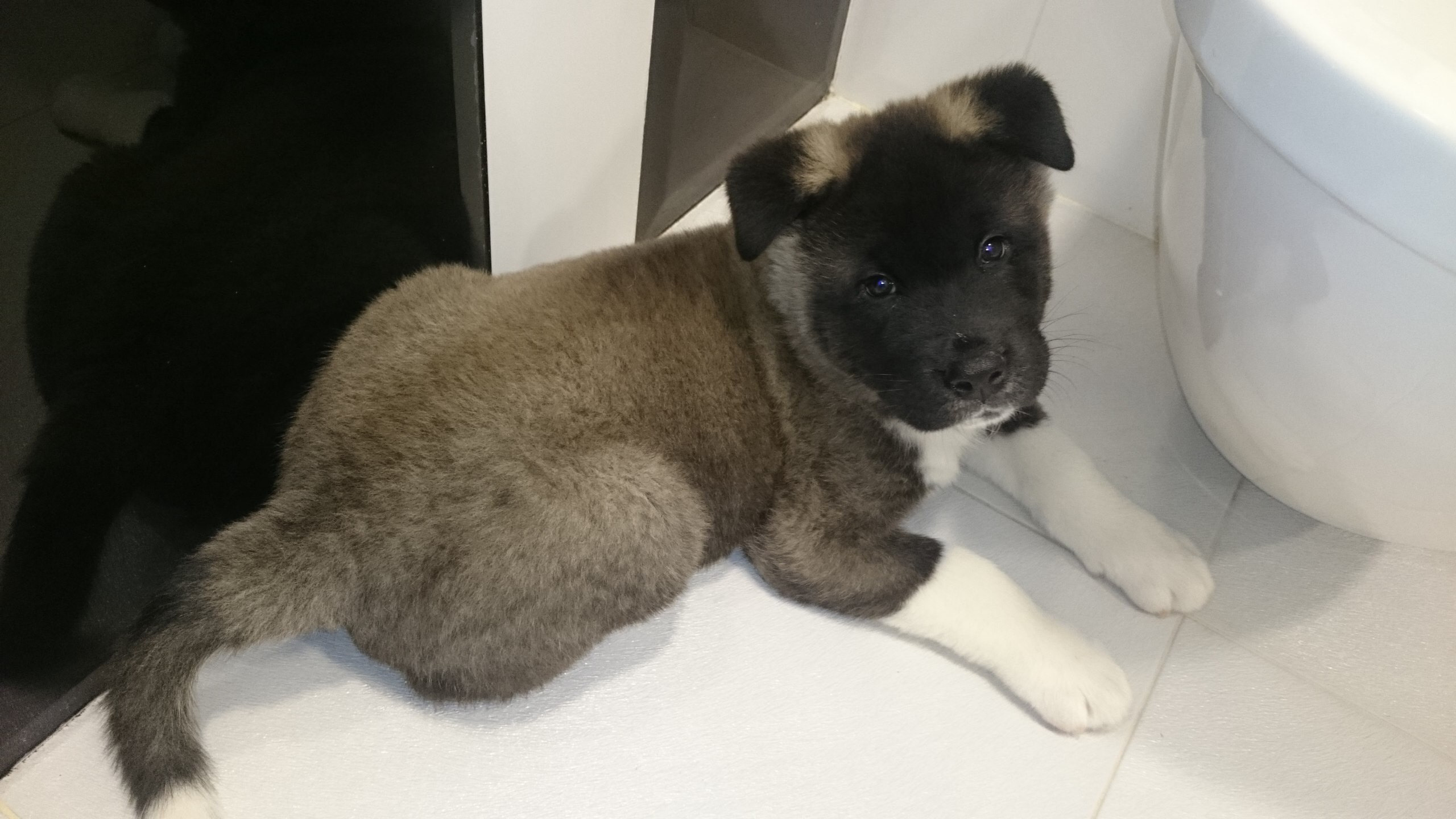 Американская акита питомник RUBYLIGHT. Американская акита I Сиба ину I Питомник RUBYLIGHT