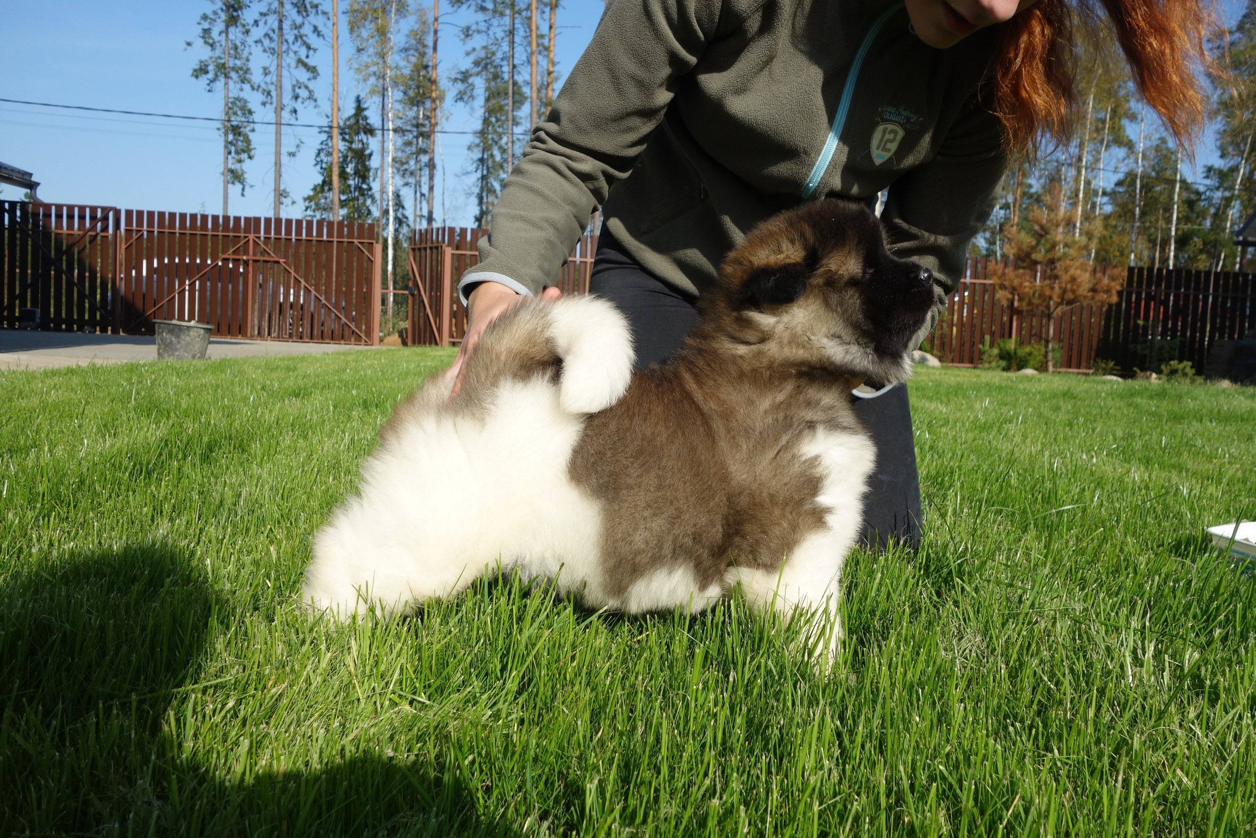 Американская акита питомник RUBYLIGHT. Американская акита I Сиба ину I Питомник RUBYLIGHT