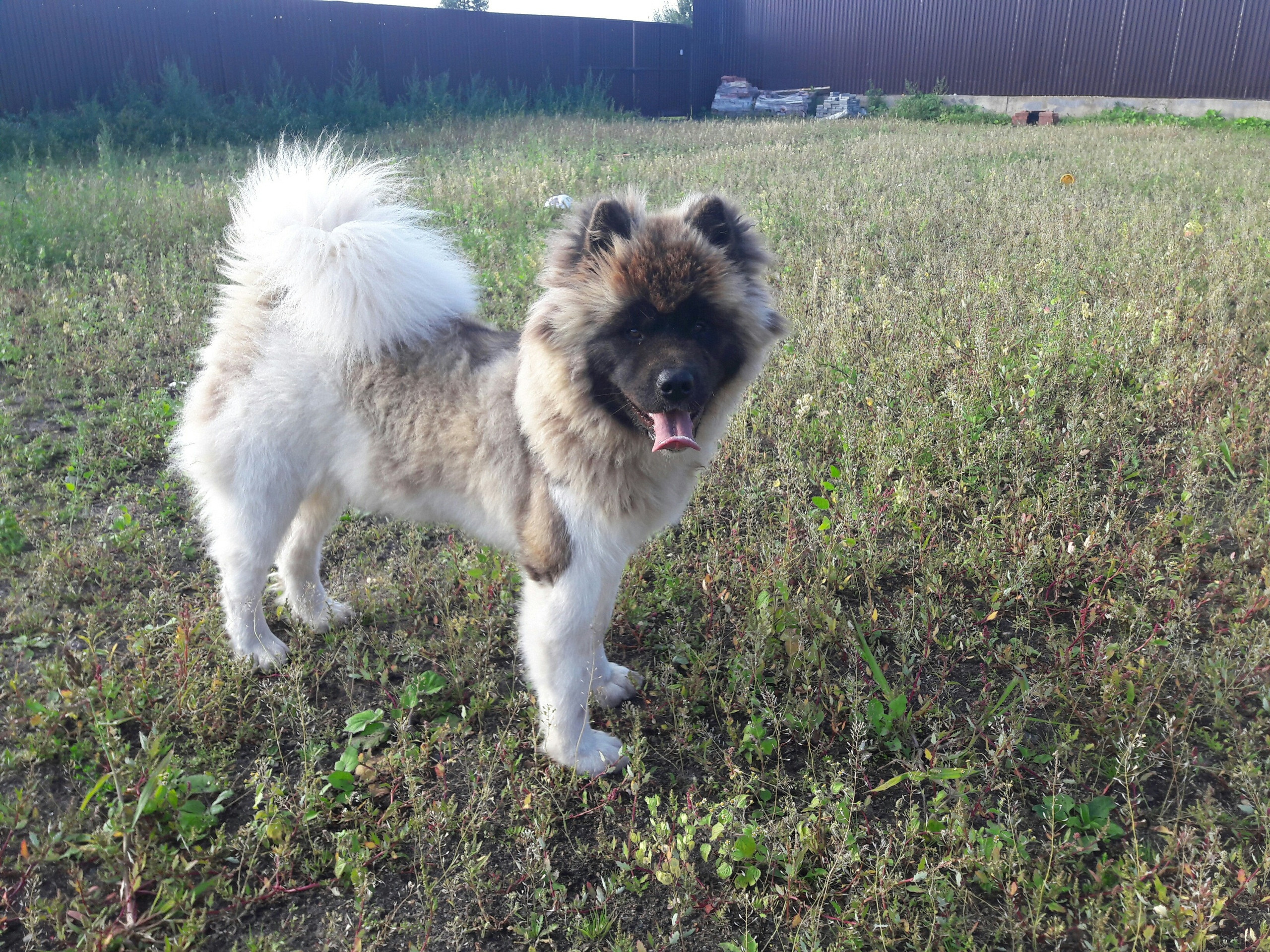 Американская акита питомник RUBYLIGHT. Американская акита I Сиба ину I Питомник RUBYLIGHT