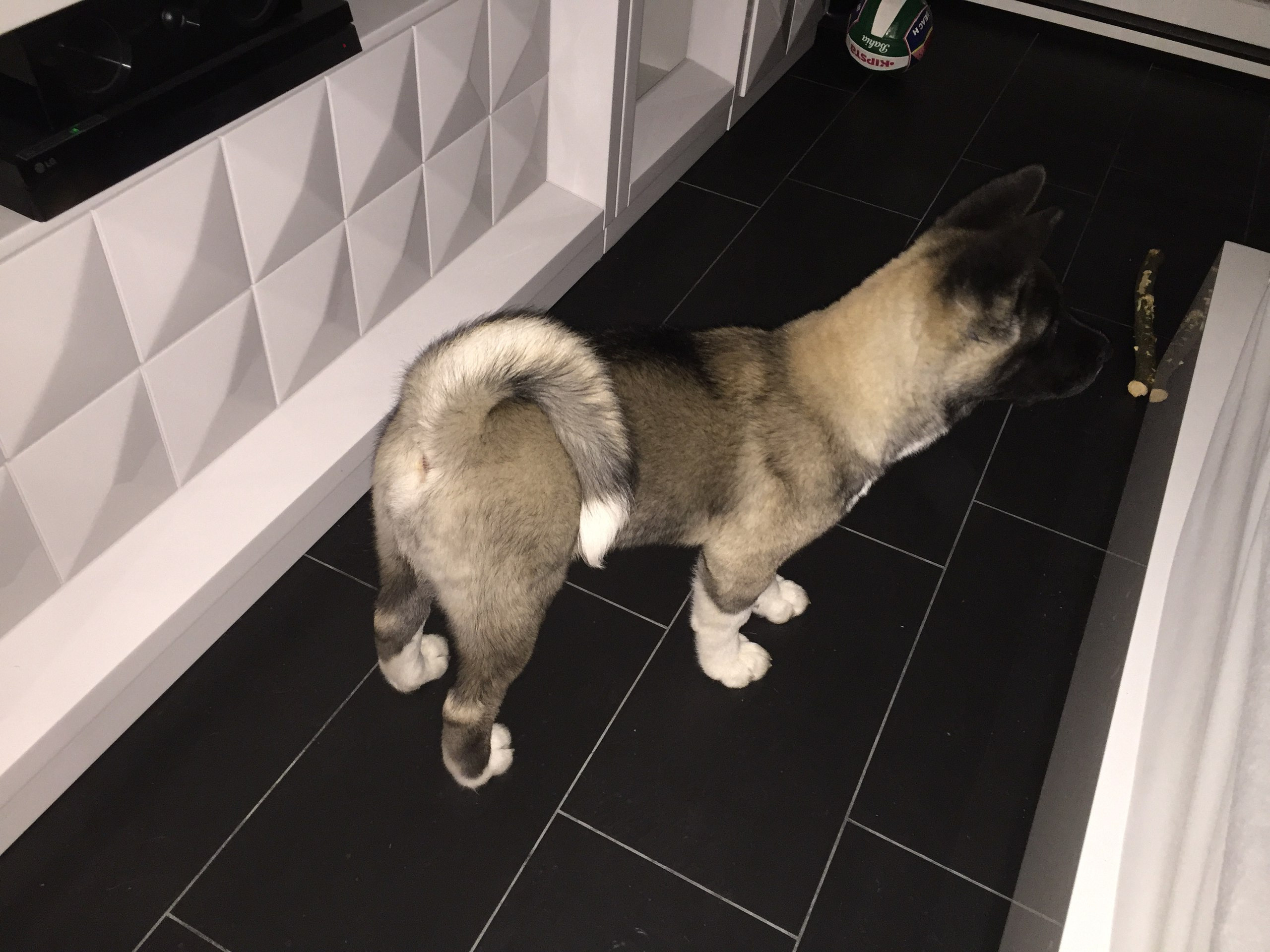 Американская акита питомник RUBYLIGHT. Американская акита I Сиба ину I Питомник RUBYLIGHT