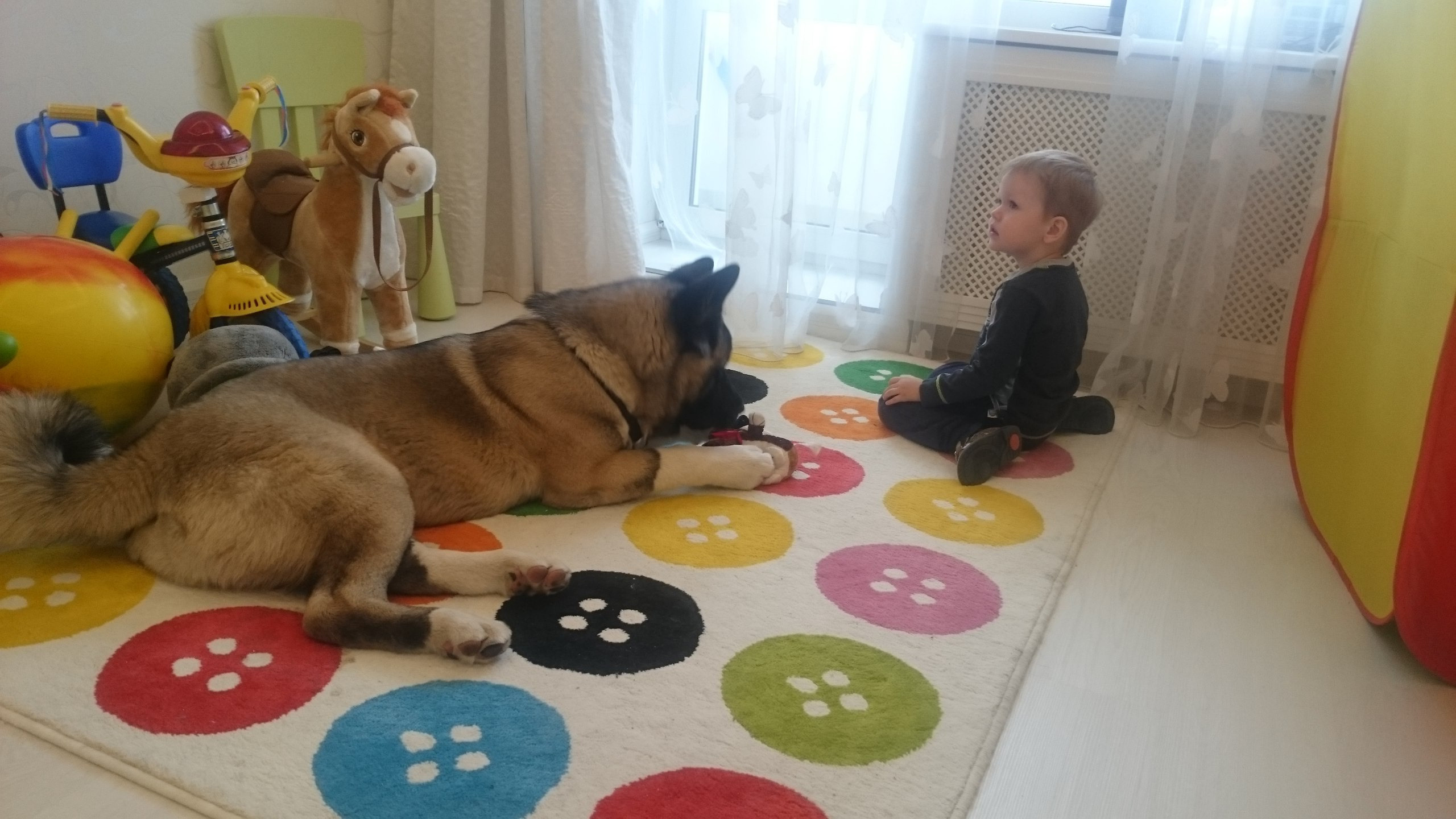 Американская акита питомник RUBYLIGHT. Американская акита I Сиба ину I Питомник RUBYLIGHT