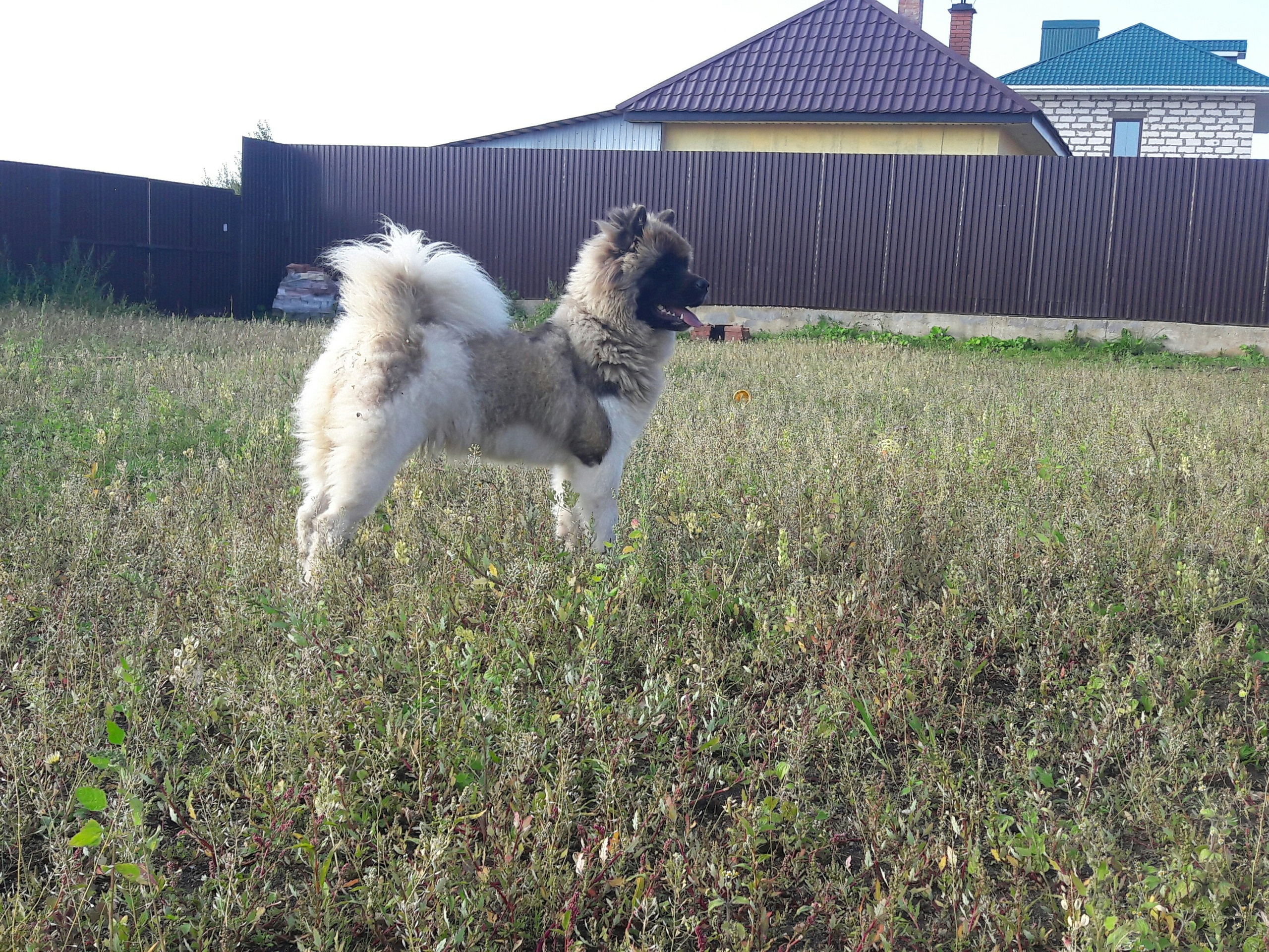 Американская акита питомник RUBYLIGHT. Американская акита I Сиба ину I Питомник RUBYLIGHT