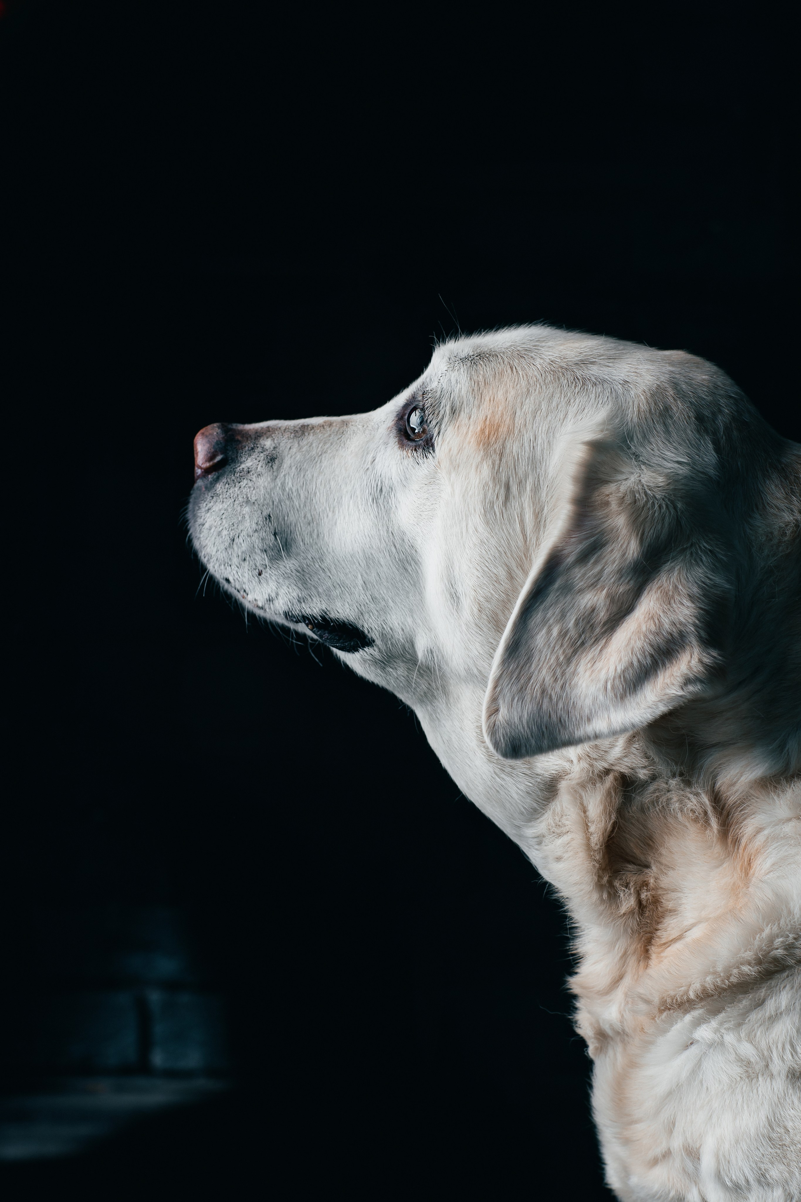 Новогодние фотопроекты. Свадебный и семейный фотограф в Нижнем Новгороде и Москве Сергей Полян