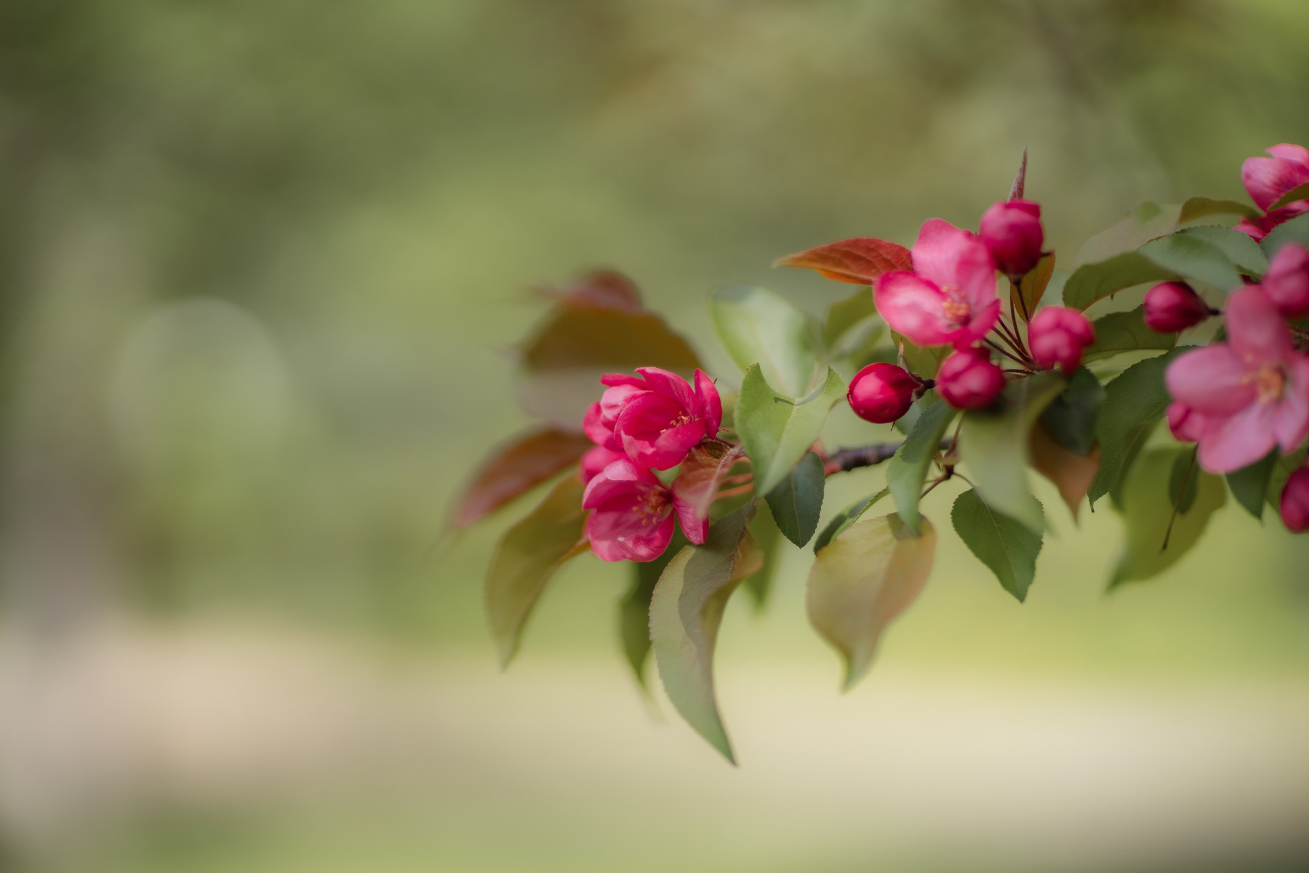 Фотосъемки на природе прогулки семейные фотопрогулки