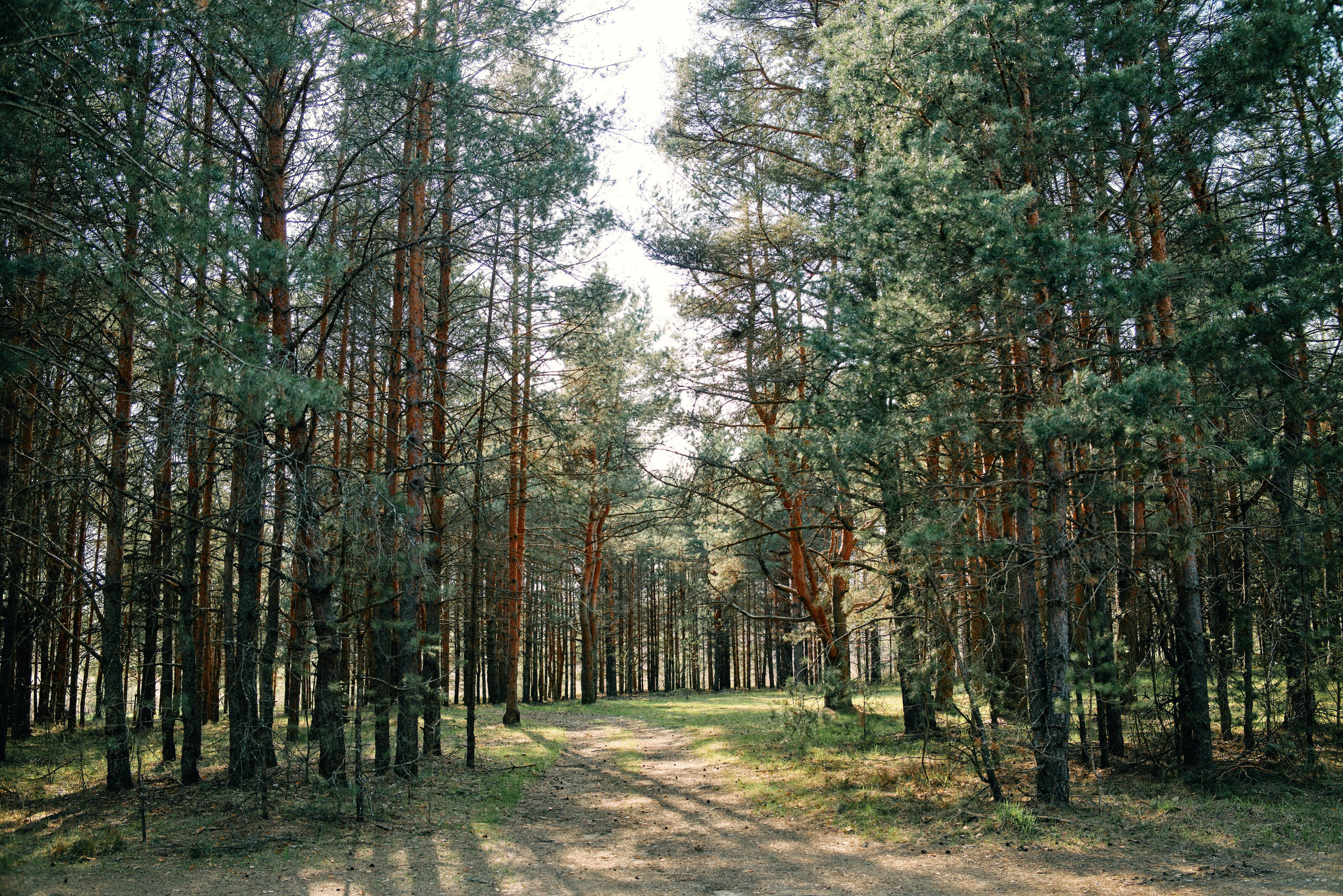 Бутик-отель Поле летом. Профессиональный Фотограф во Владимире, в Москве и в Суздале — Полина Романычева