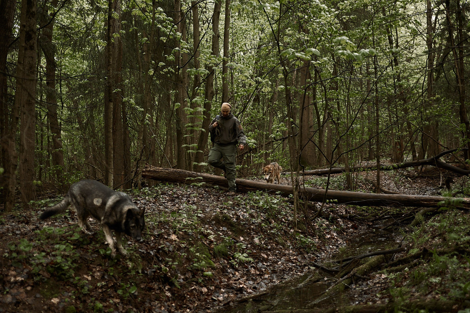 Дима, Рыжий и Воля. Фотограф анималист Москва Дарья