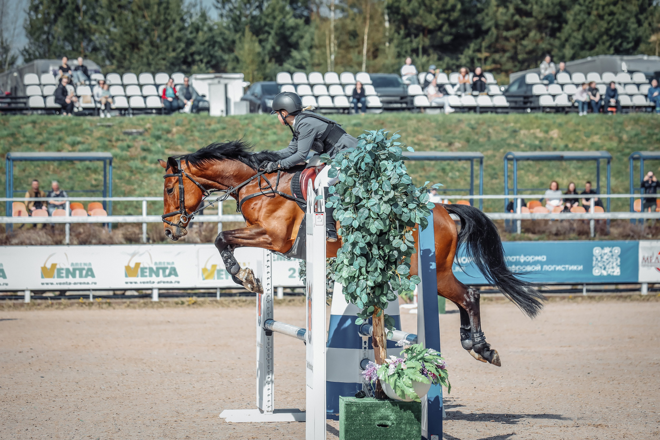 Лошади Евы Демидовой. Ева Демидова. Спортсмен по конкуру в Санкт-Петербуре