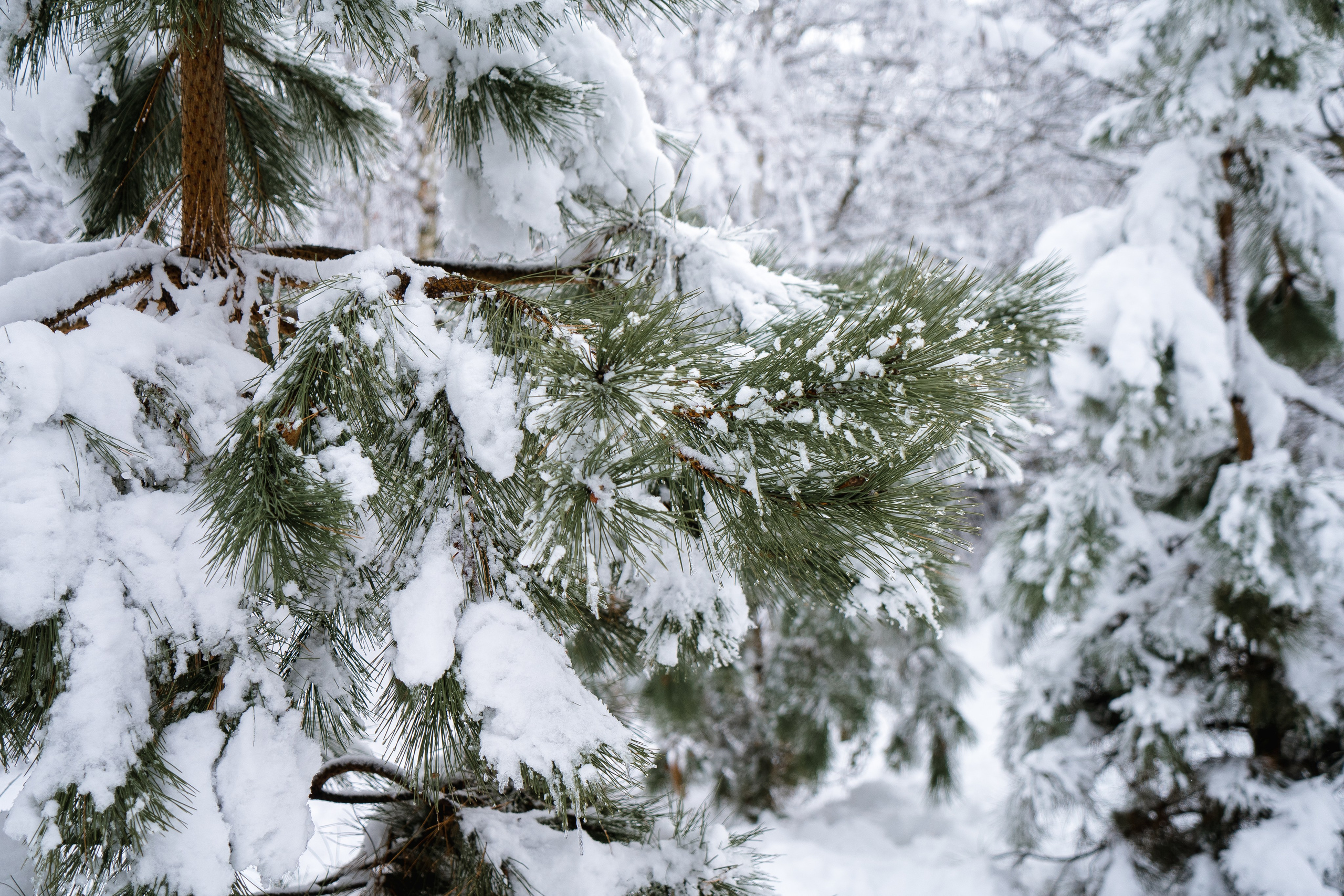 Зима 2024. Свадебный и семейный фотограф/видеограф в Краснодаре Наталья Осинская