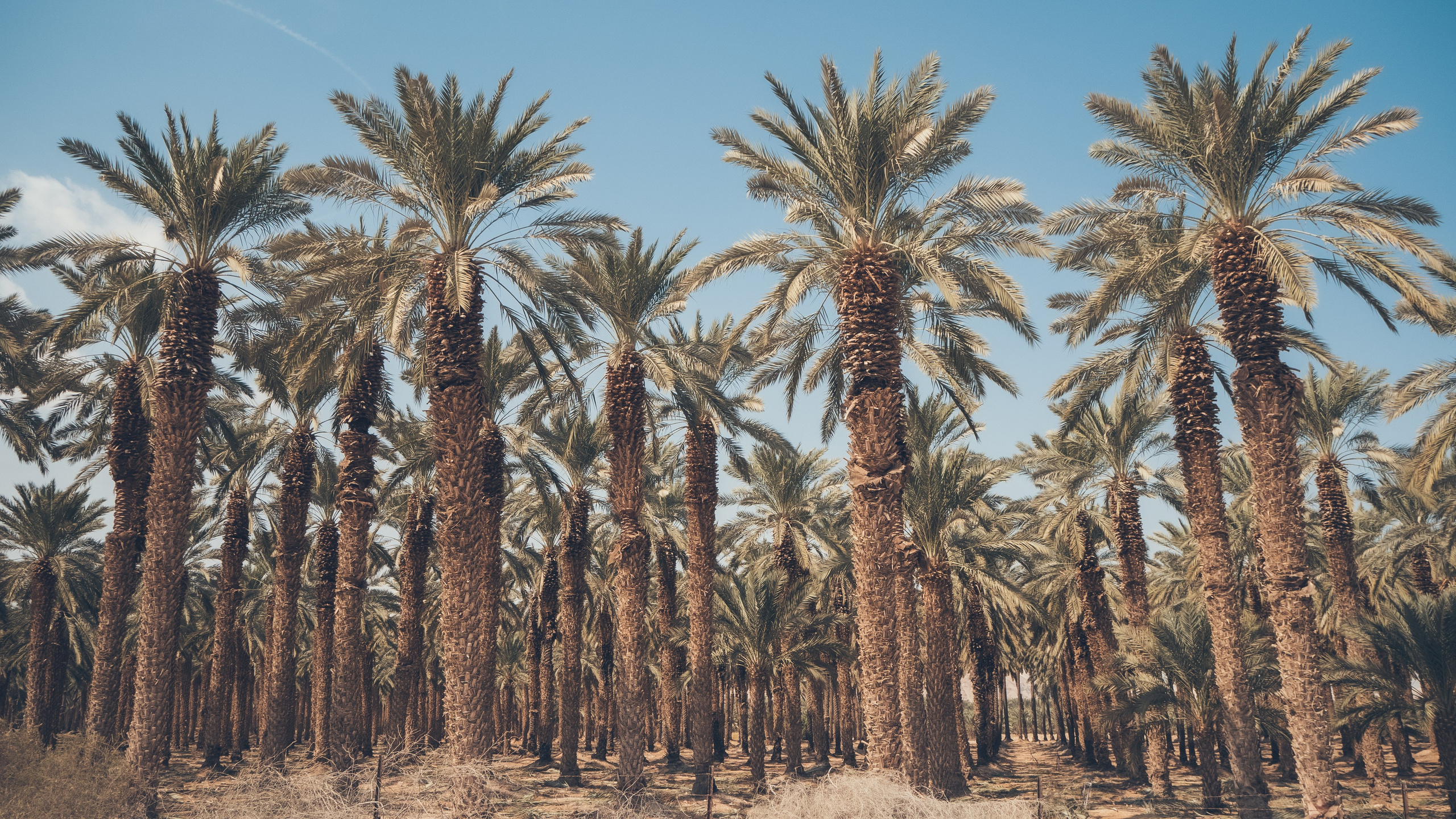 Израиль. Свадебный фотограф Копков Геннадий