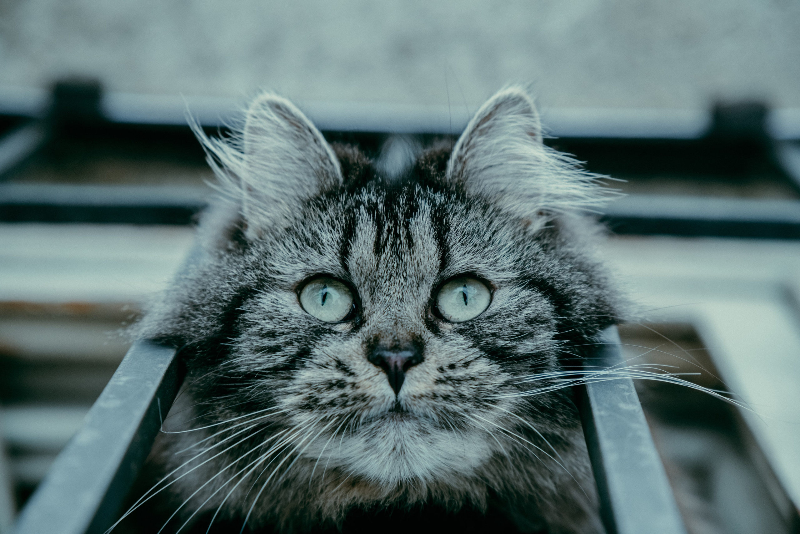 Стрит. Molotov Photographer