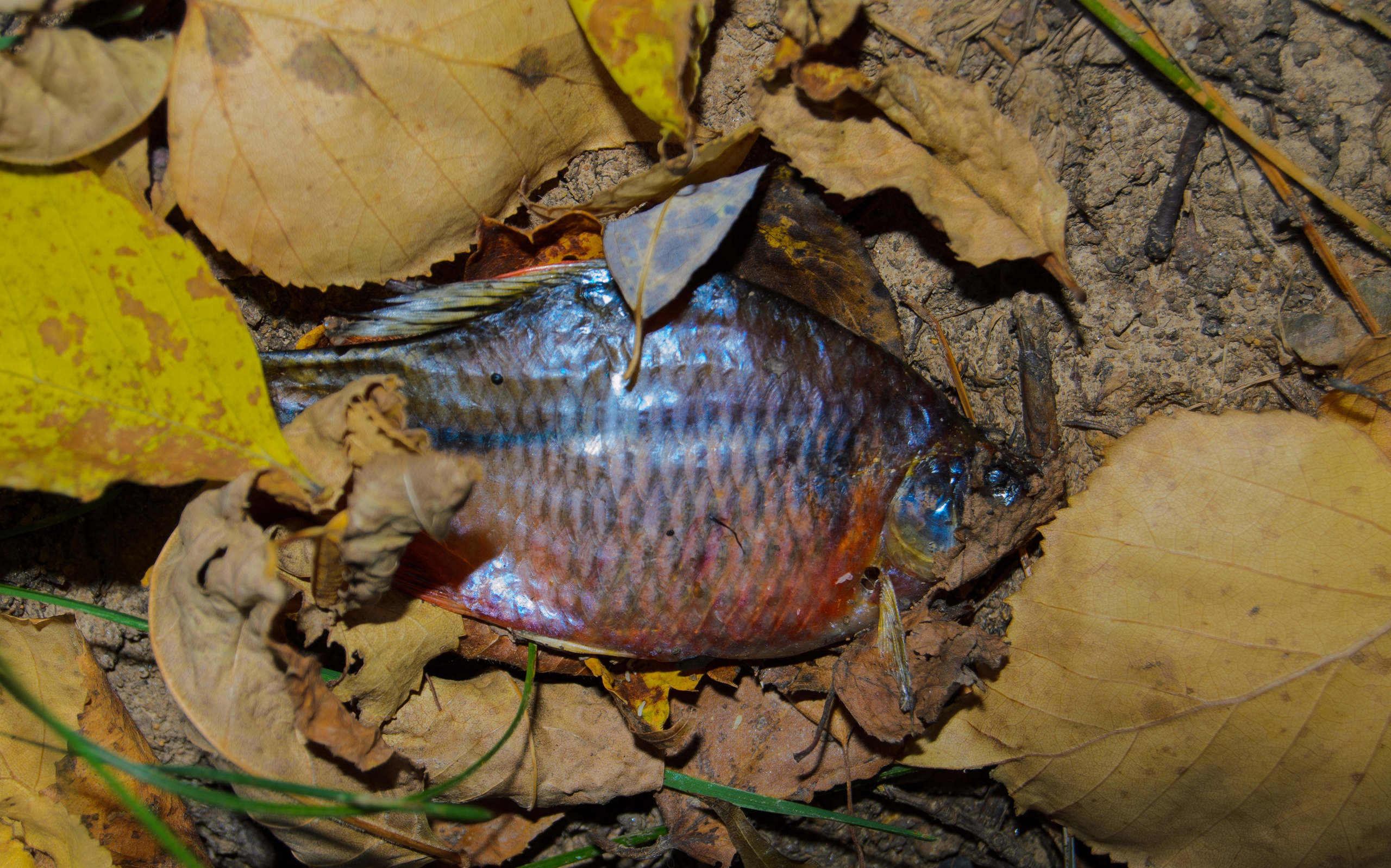 art, artist, photo, photography, photographer, contemporary art, talent, picture, pop art, gallery, фотограф, фотография, творчество, художник, рекламная съемка, творческая съемка, современное искусство, соврисск, совриск, современная фотография, творческая фотография, картины, попарт, поп арт, фото проекты, photo project, bag, сумка, cover song, обложка для музыкального альбома, обложка для книги, постер, картина