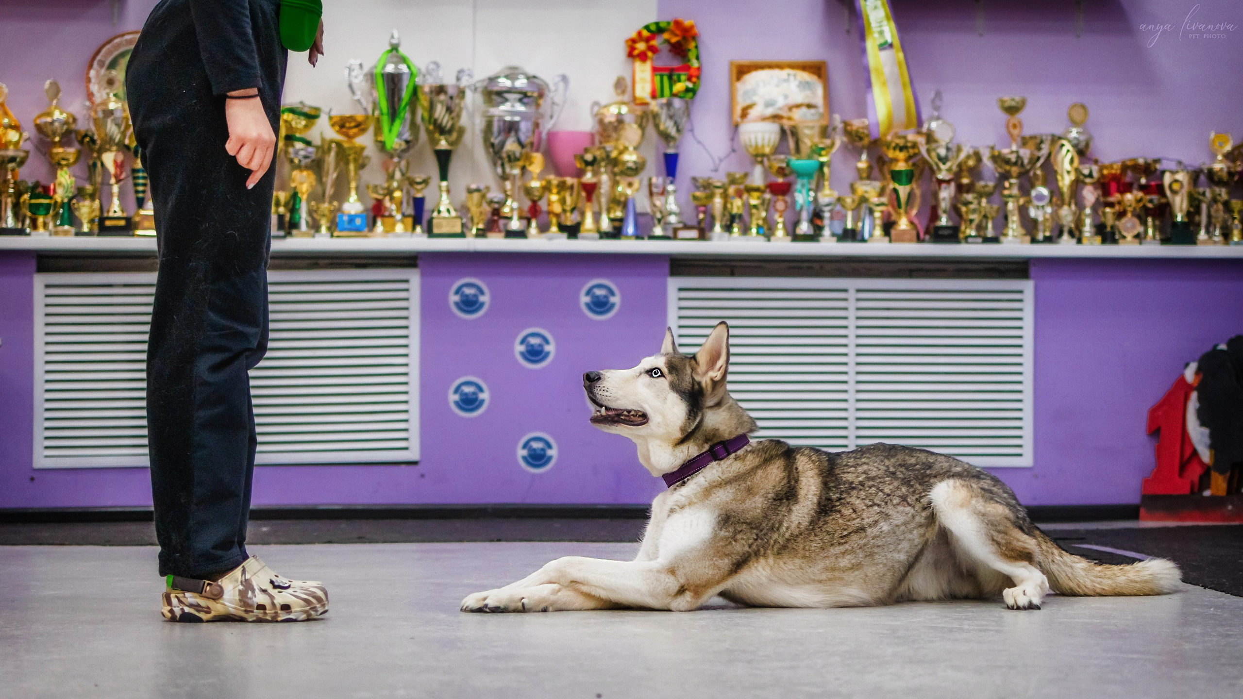 НГ конкурсы в «Simply the Best». Фотограф анималист Аня Ливанова | Рыбинск