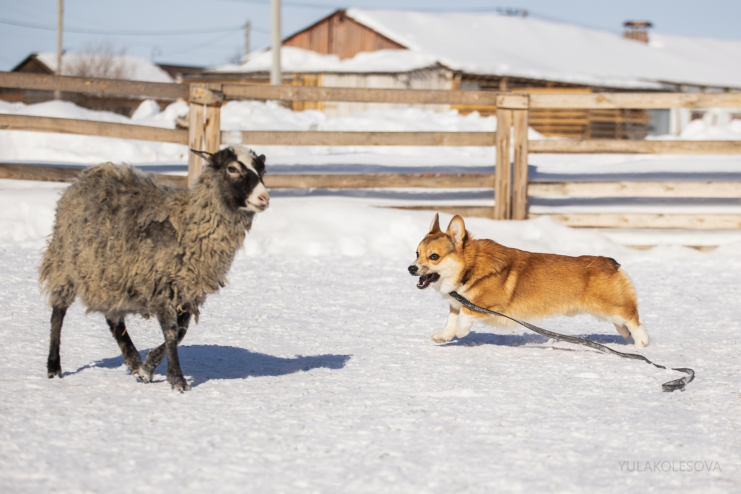 Коргитуса 2.03.2024. YULA KOLESOVA | Фотограф — Анималист | Художник | Тюмень