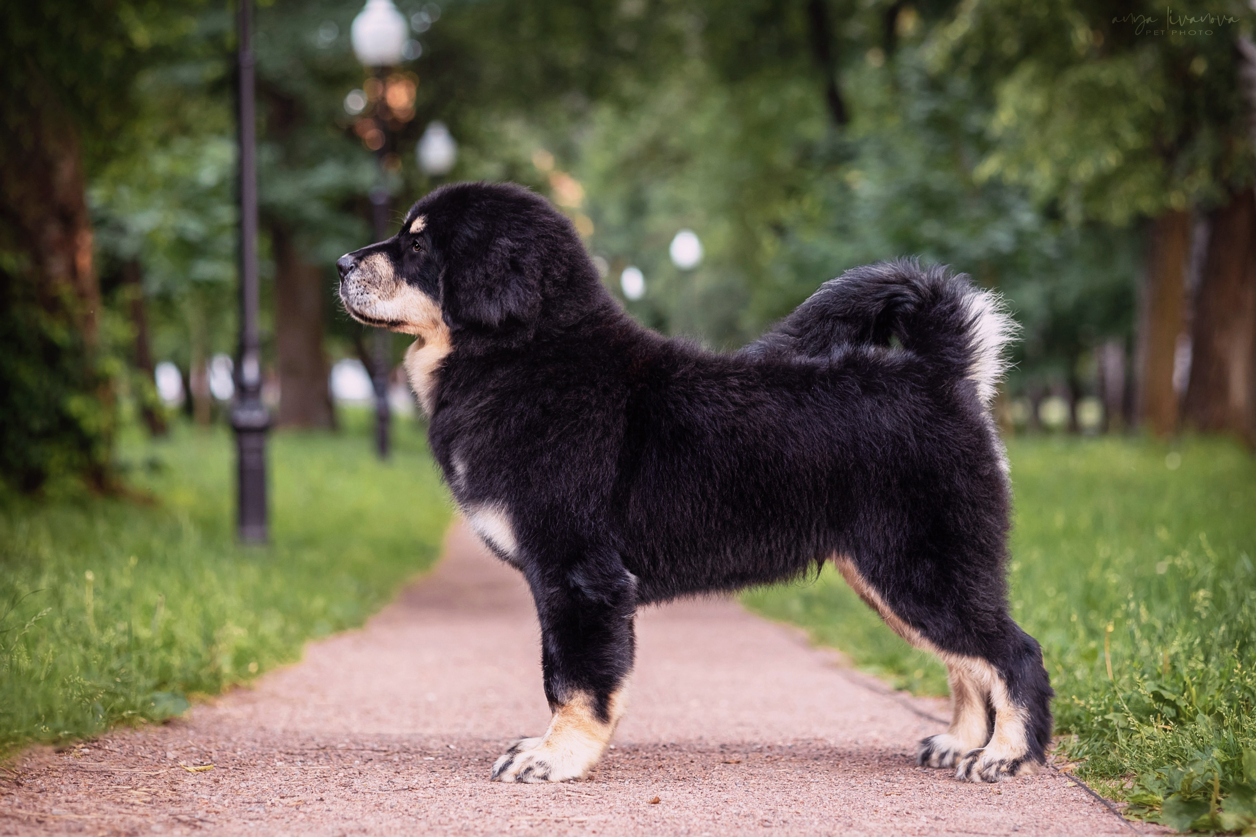 Лео. Фотограф анималист Аня Ливанова | Рыбинск