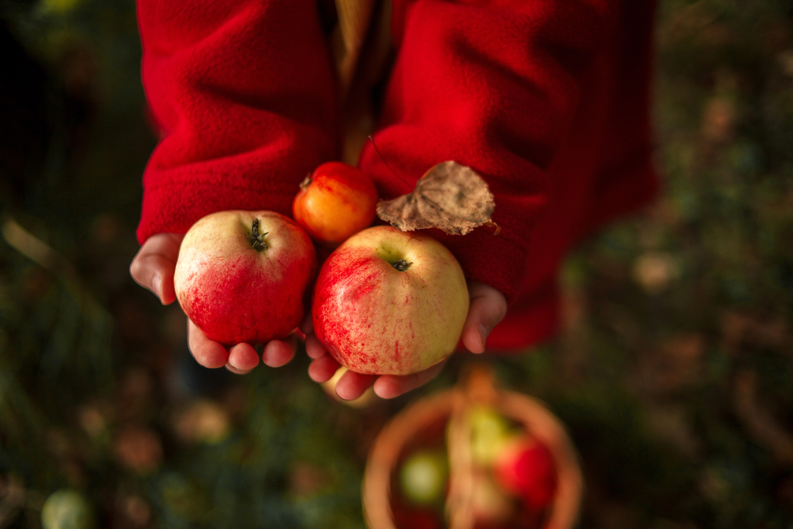 Софи — Яркая индивидуальная фотосессия. Семейный фотограф во Всеволожске и Санкт-Петербурге Юлия Капустина