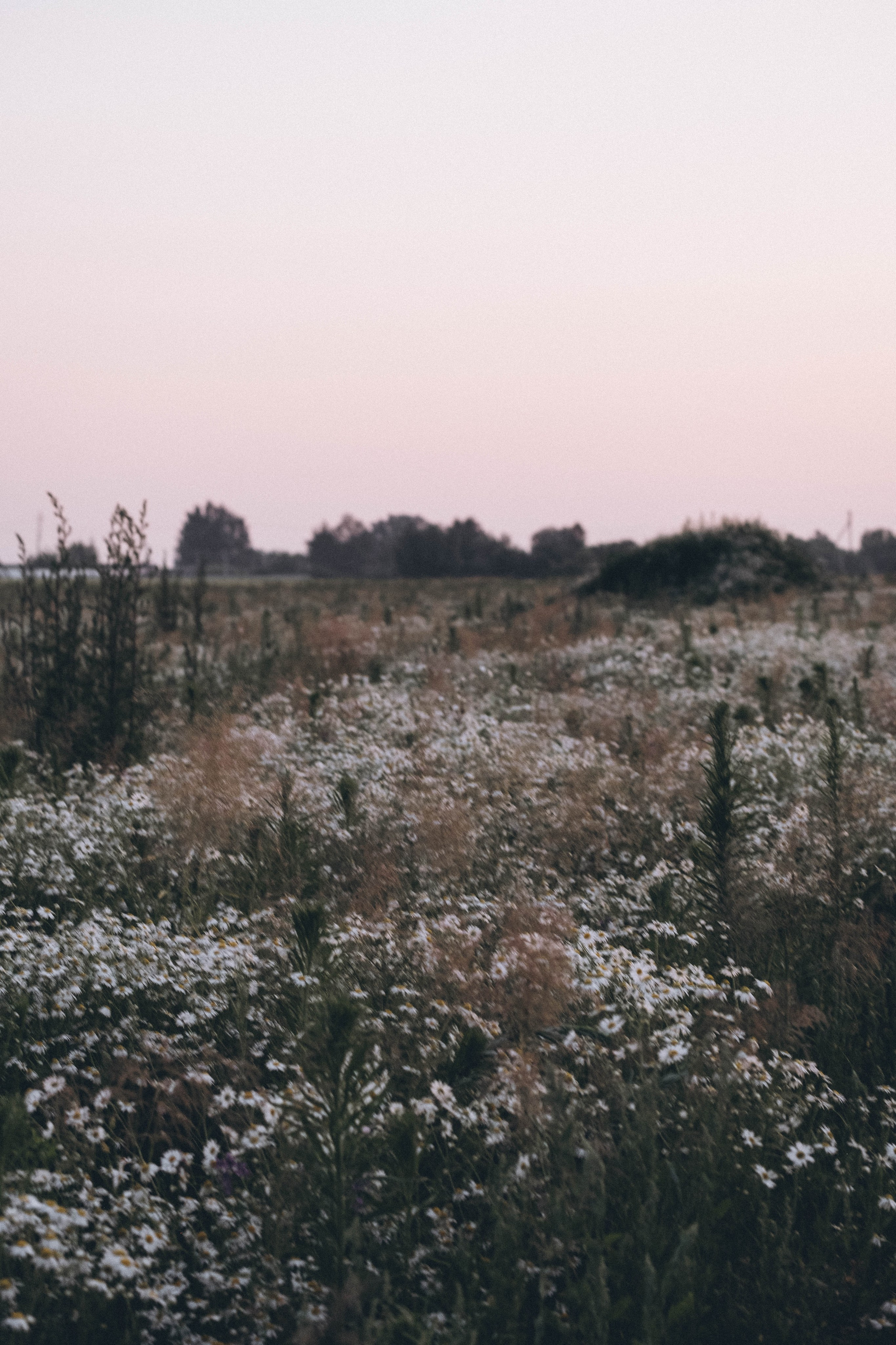 Ромашковое поле. Профессиональный фотограф, Санкт-Петербург — Виктория Богомолова