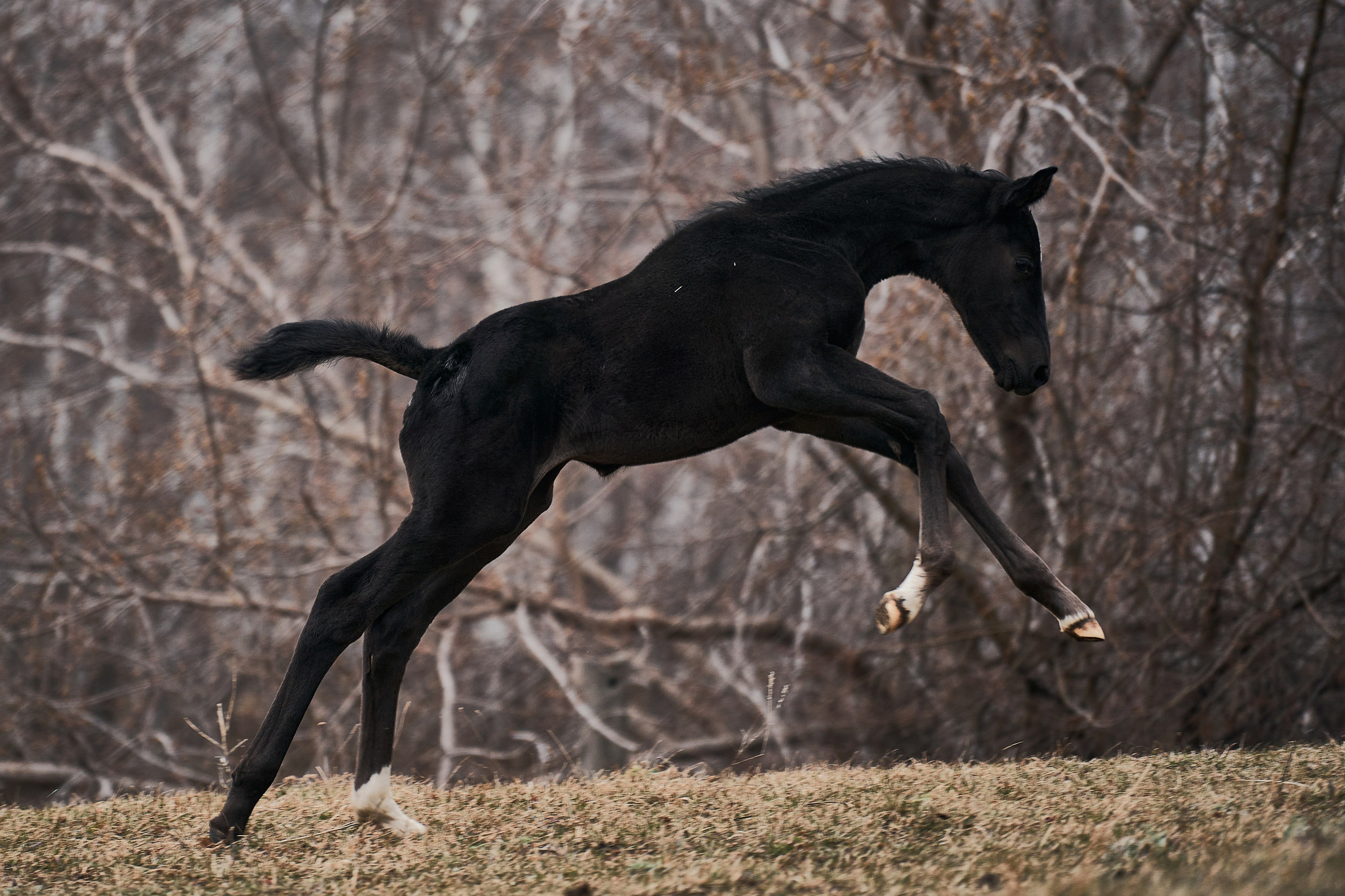 Деспина Хит, спортивная помесь, КСОЦ «Свобода». Фотосессии с лошадьми в Москве, Новосибирске