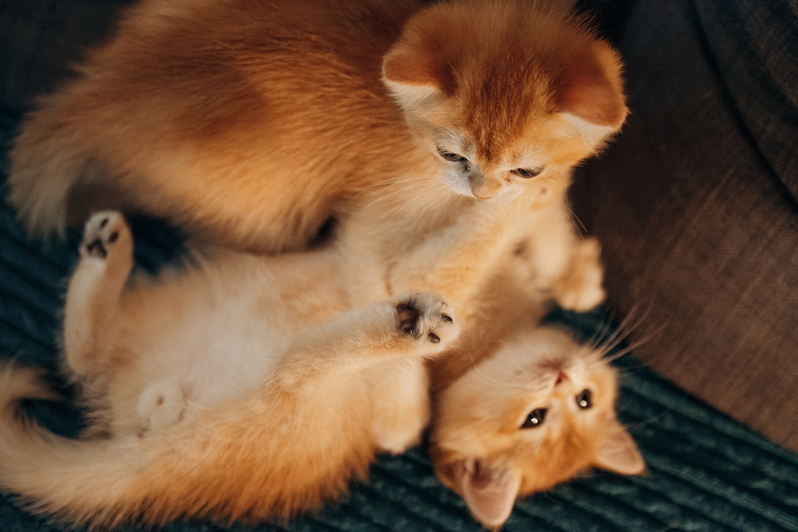 Илья, Люба и котики. Фотораф — анималист Мария Шистка