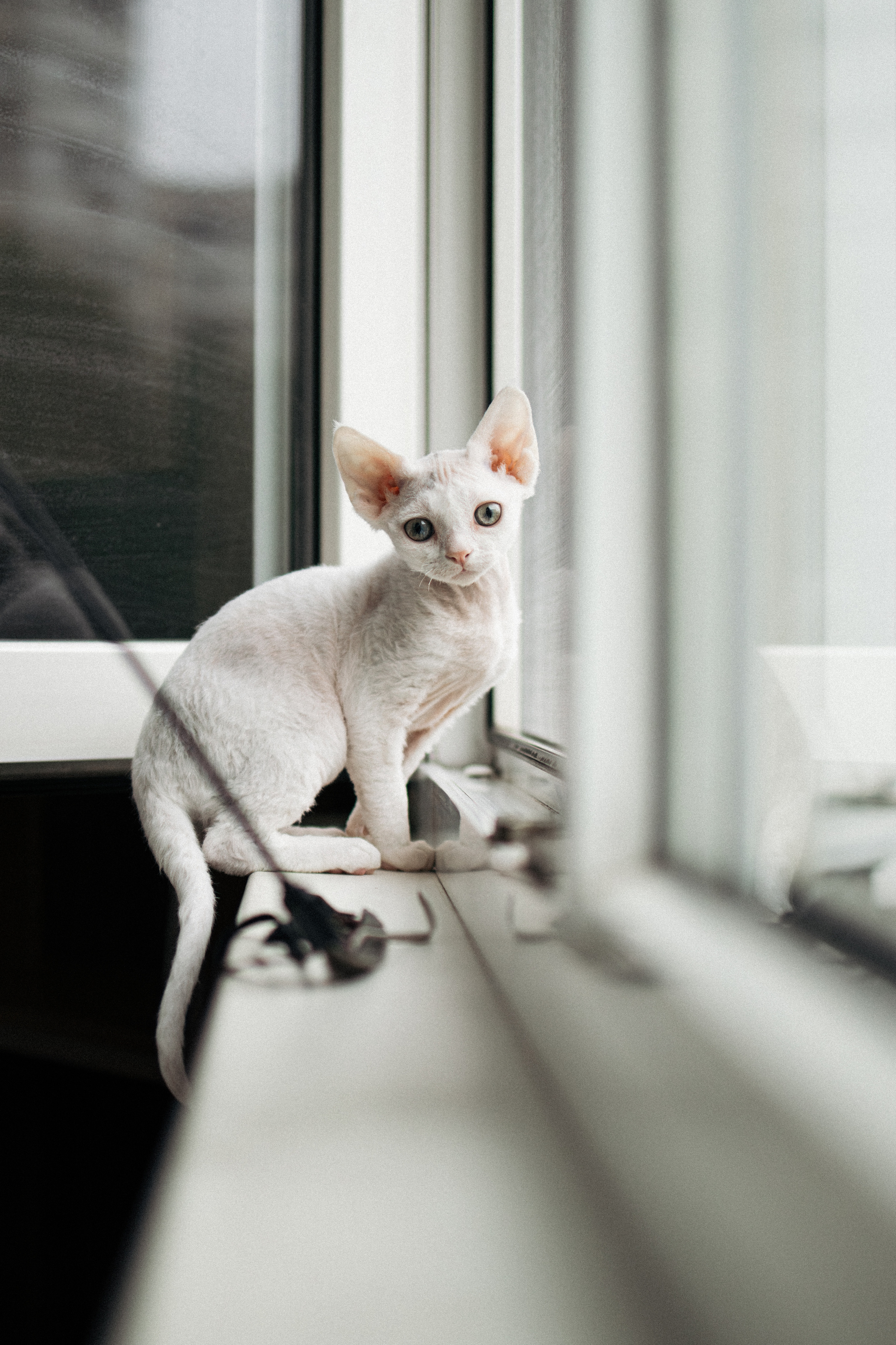 Этери, Саша и Эвия. Фотораф — анималист Мария Шистка