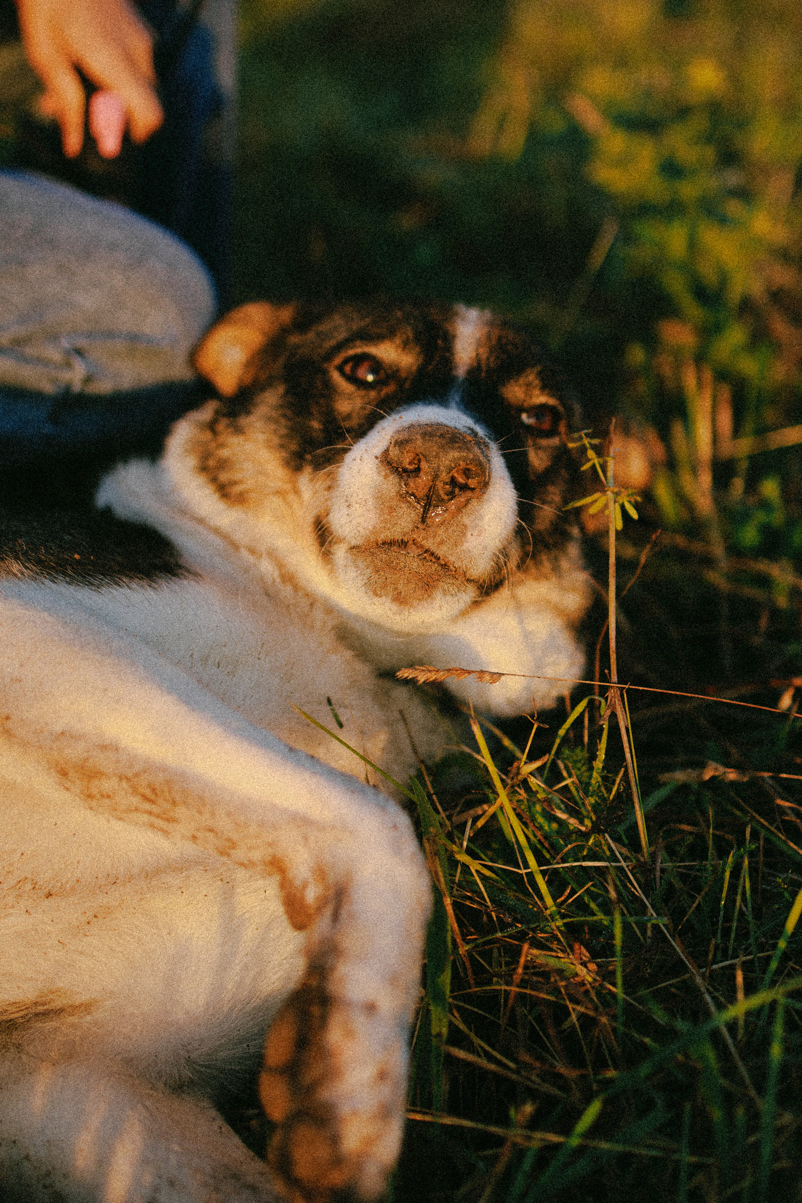 Девочки и рассвет. Фотораф — анималист Мария Шистка