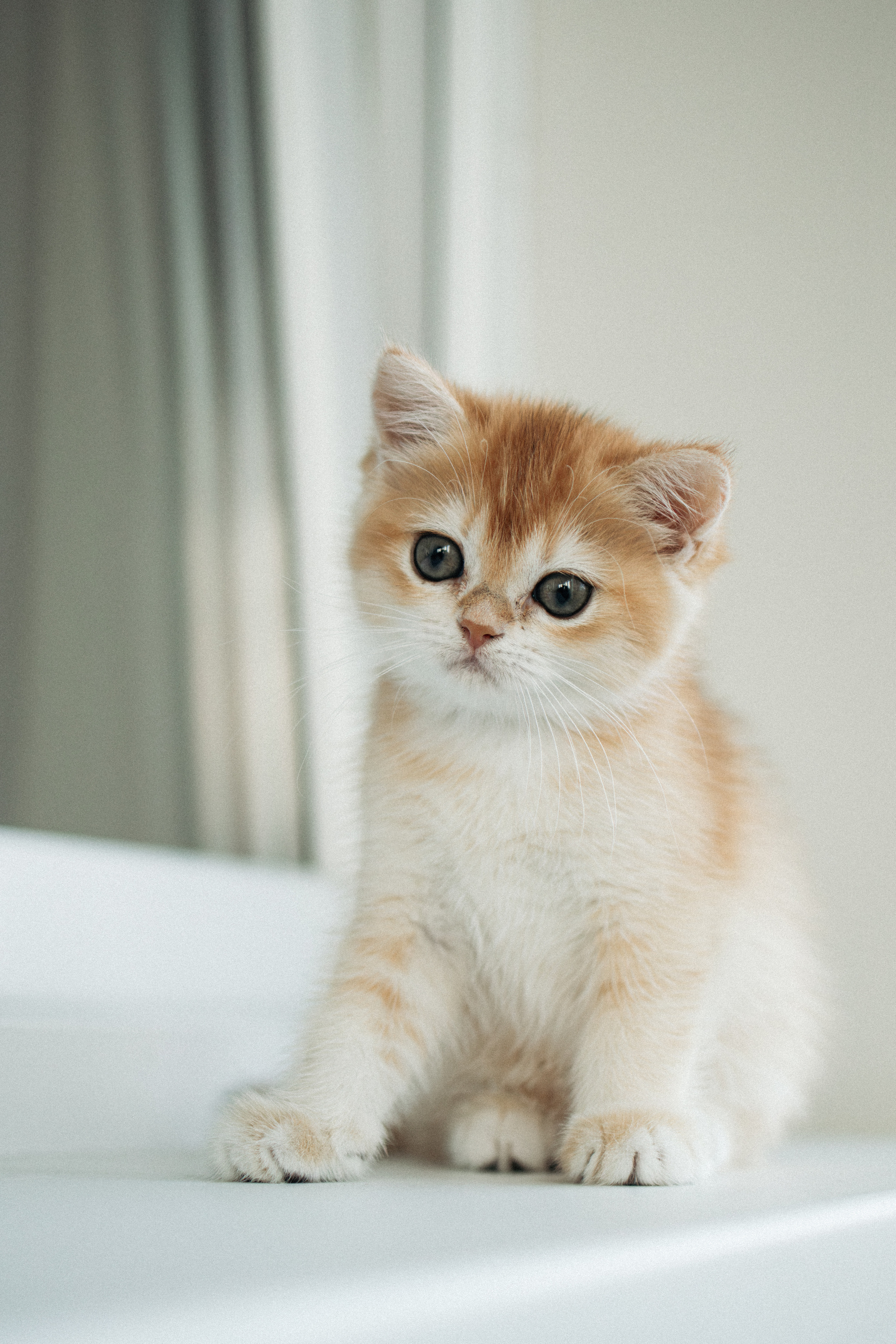 Илья, Люба и котики. Фотораф — анималист Мария Шистка