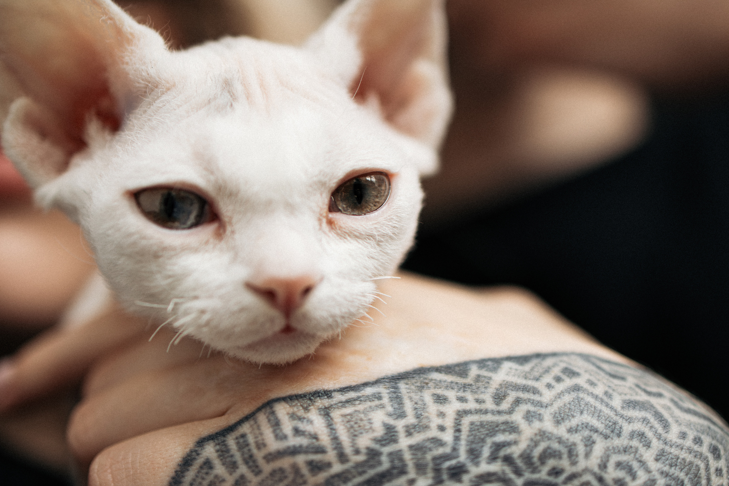 Этери, Саша и Эвия. Фотораф — анималист Мария Шистка