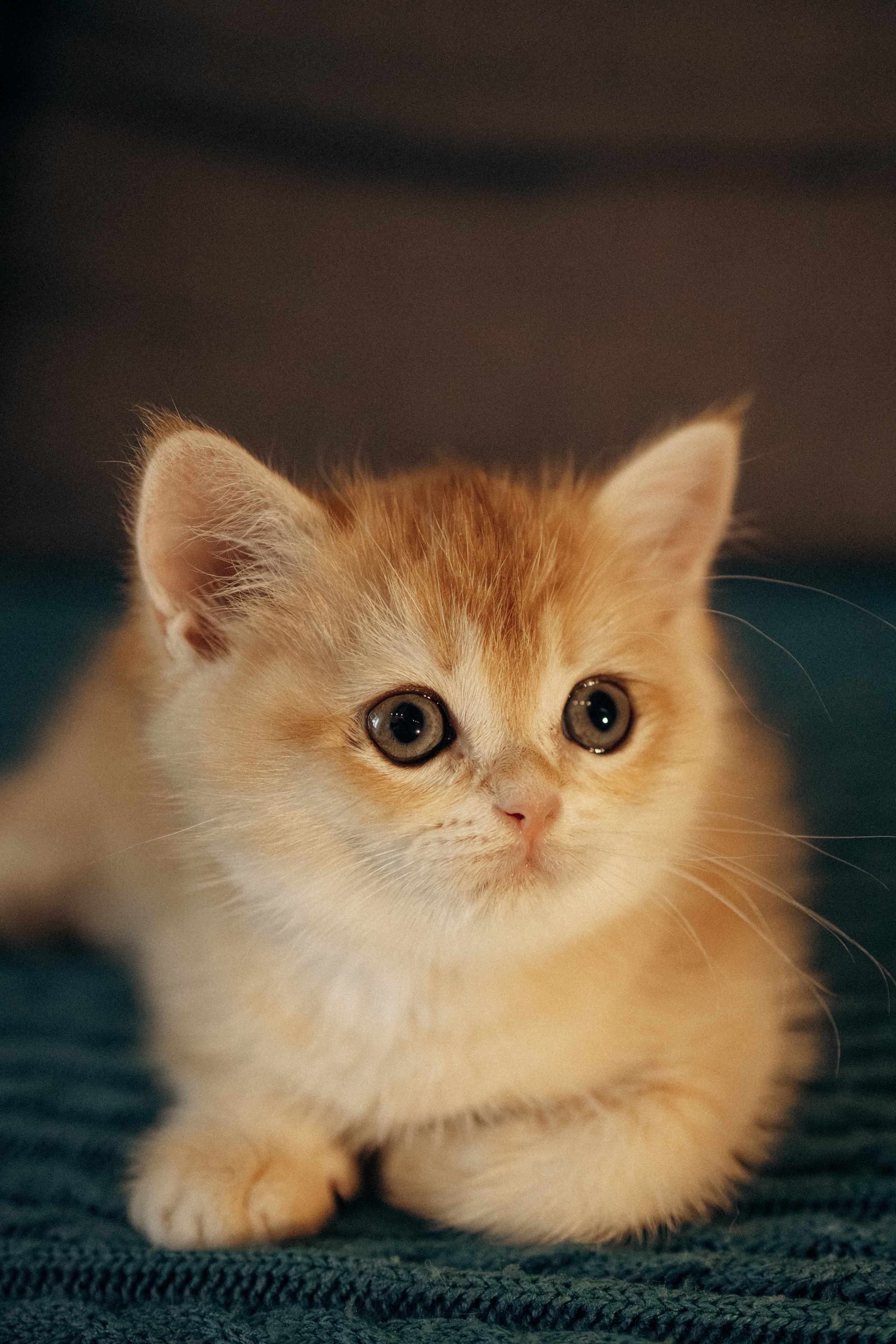 Илья, Люба и котики. Фотораф — анималист Мария Шистка