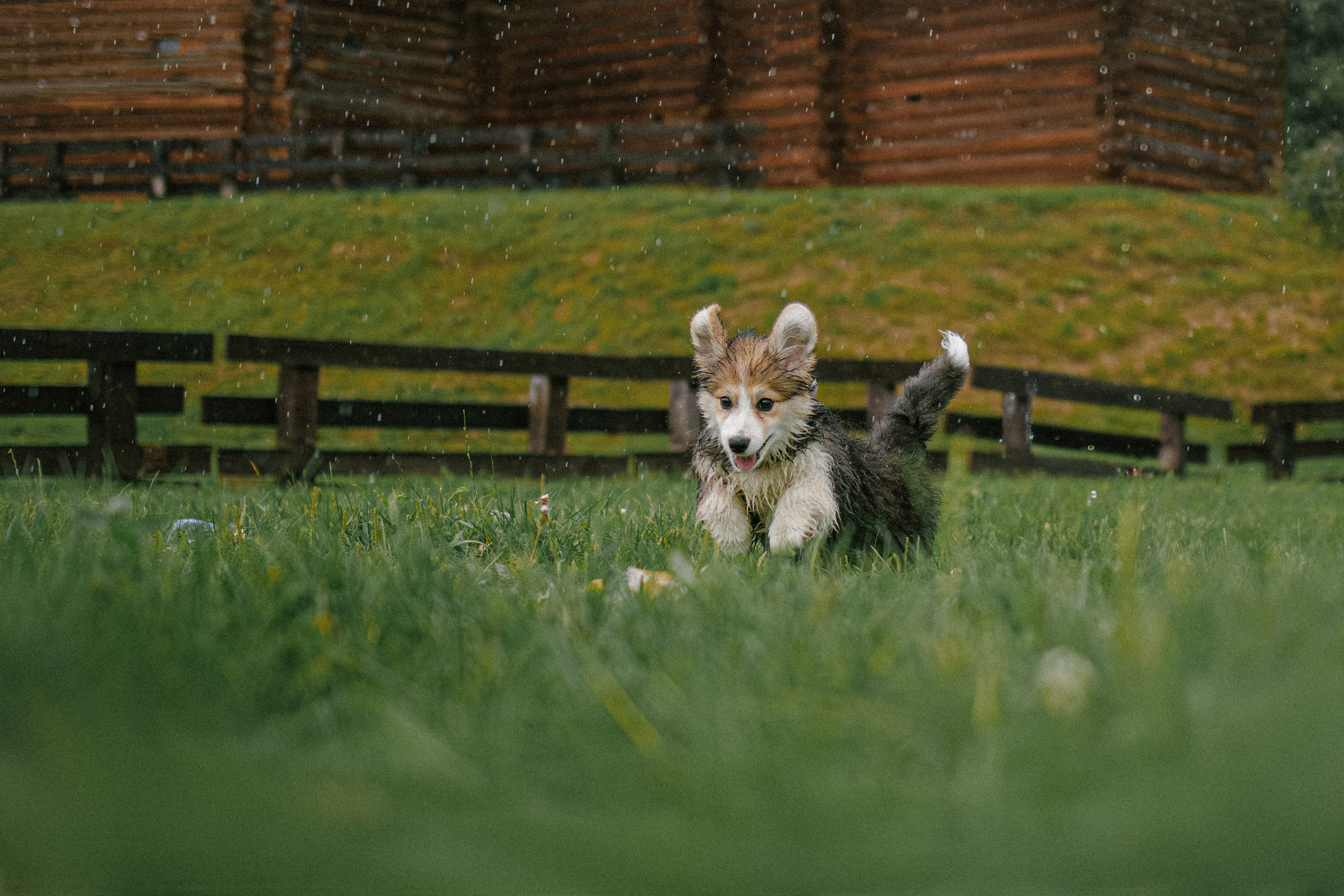 Влада и Мишель. Фотораф — анималист Мария Шистка