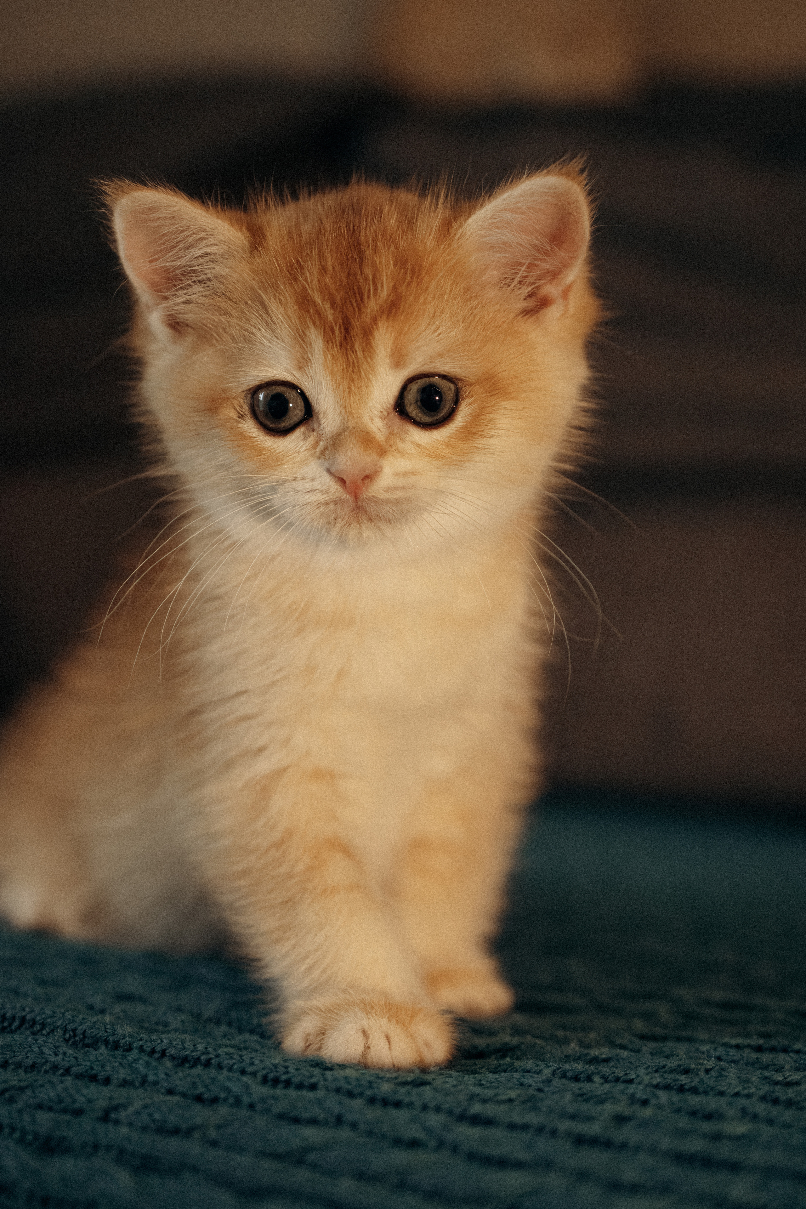 Илья, Люба и котики. Фотораф — анималист Мария Шистка