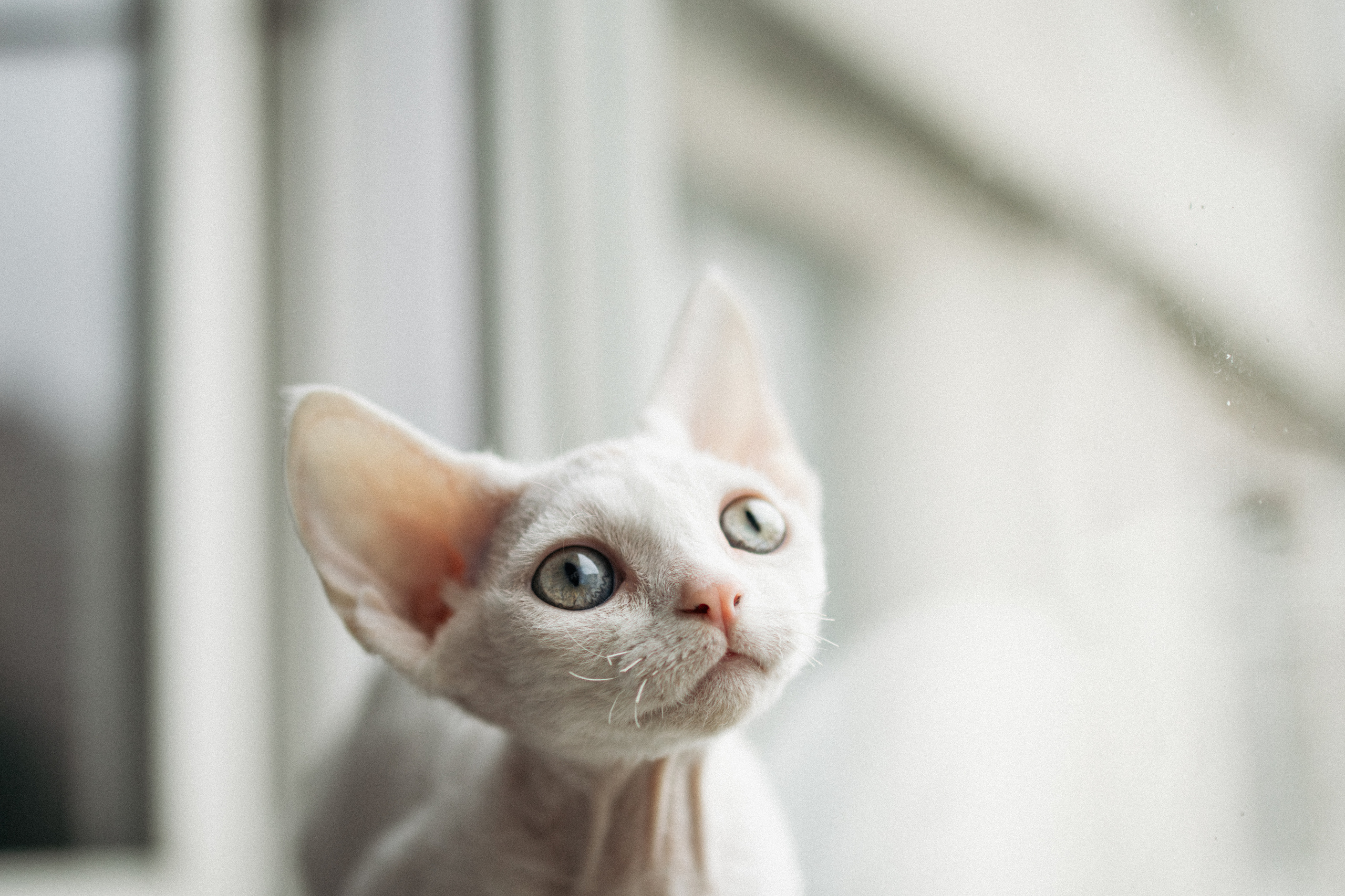 Этери, Саша и Эвия. Фотораф — анималист Мария Шистка