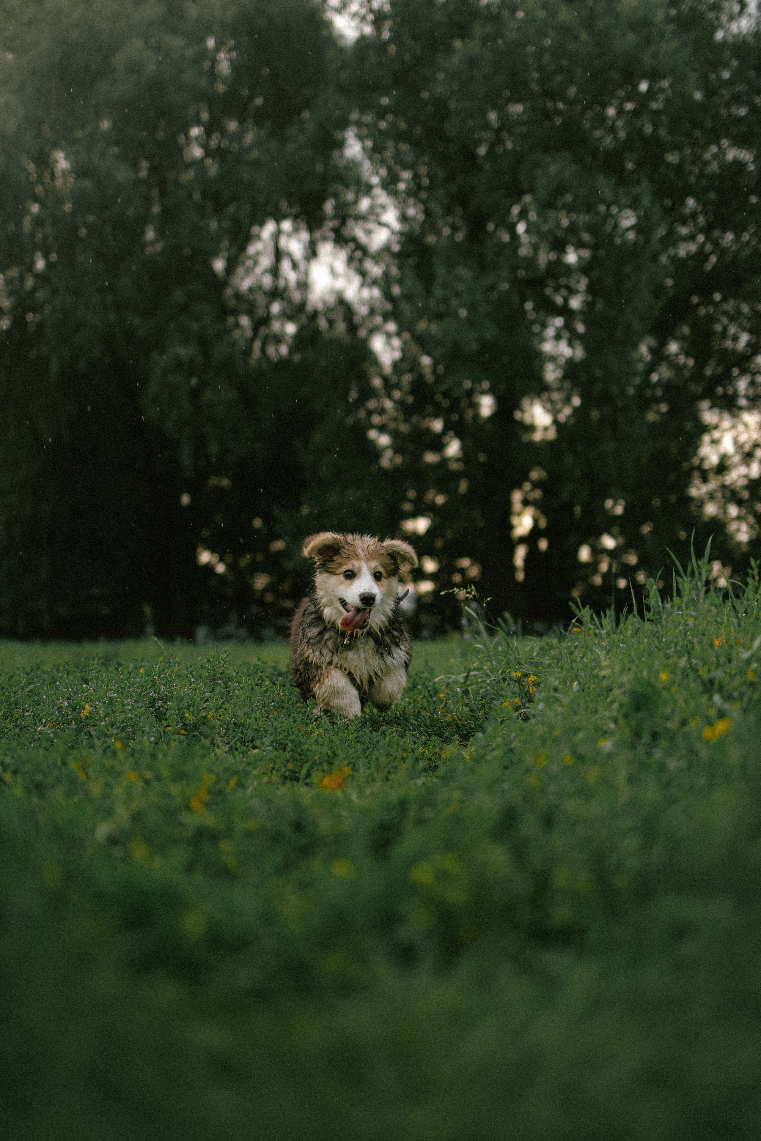 Влада и Мишель. Фотораф — анималист Мария Шистка