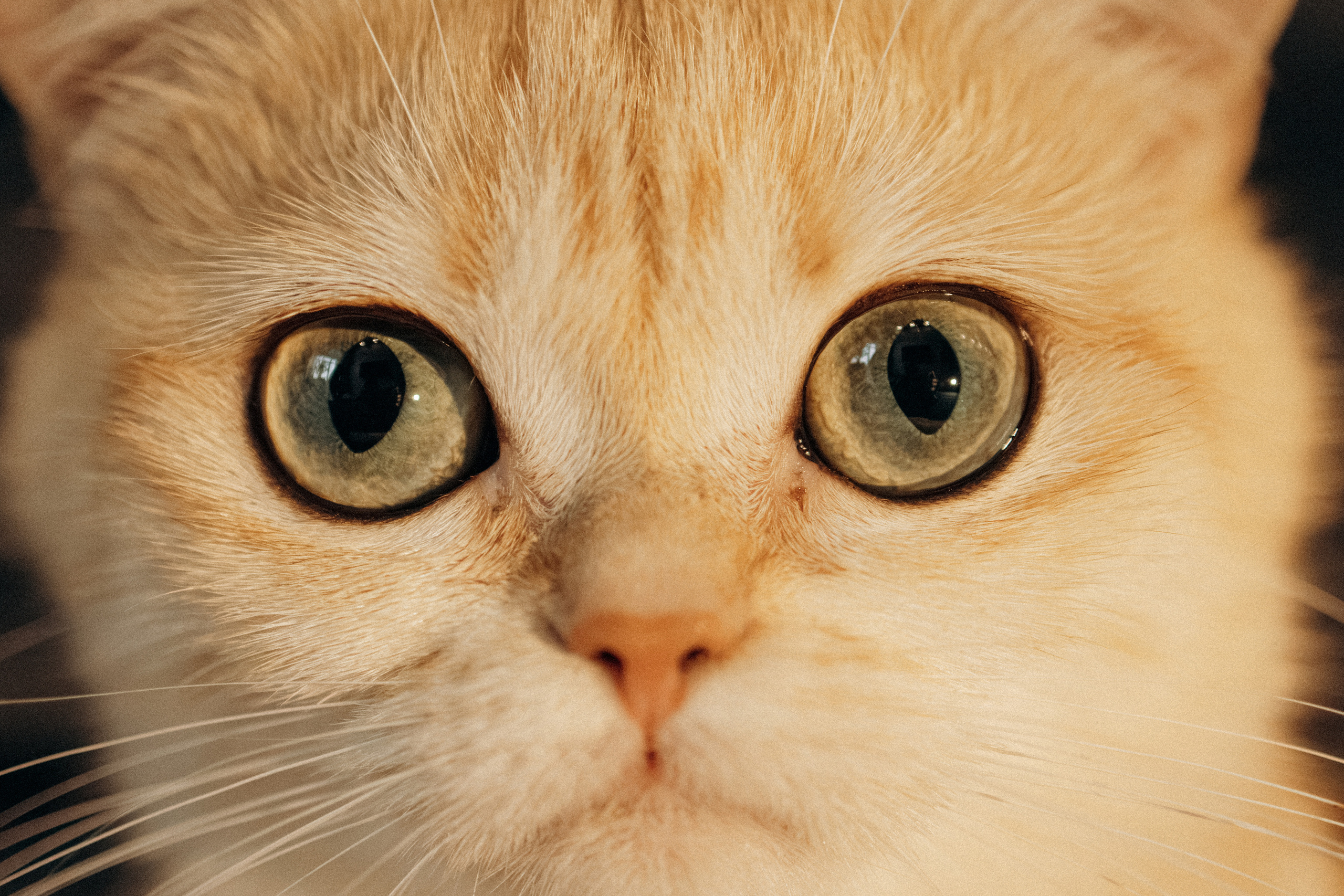 Илья, Люба и котики. Фотораф — анималист Мария Шистка