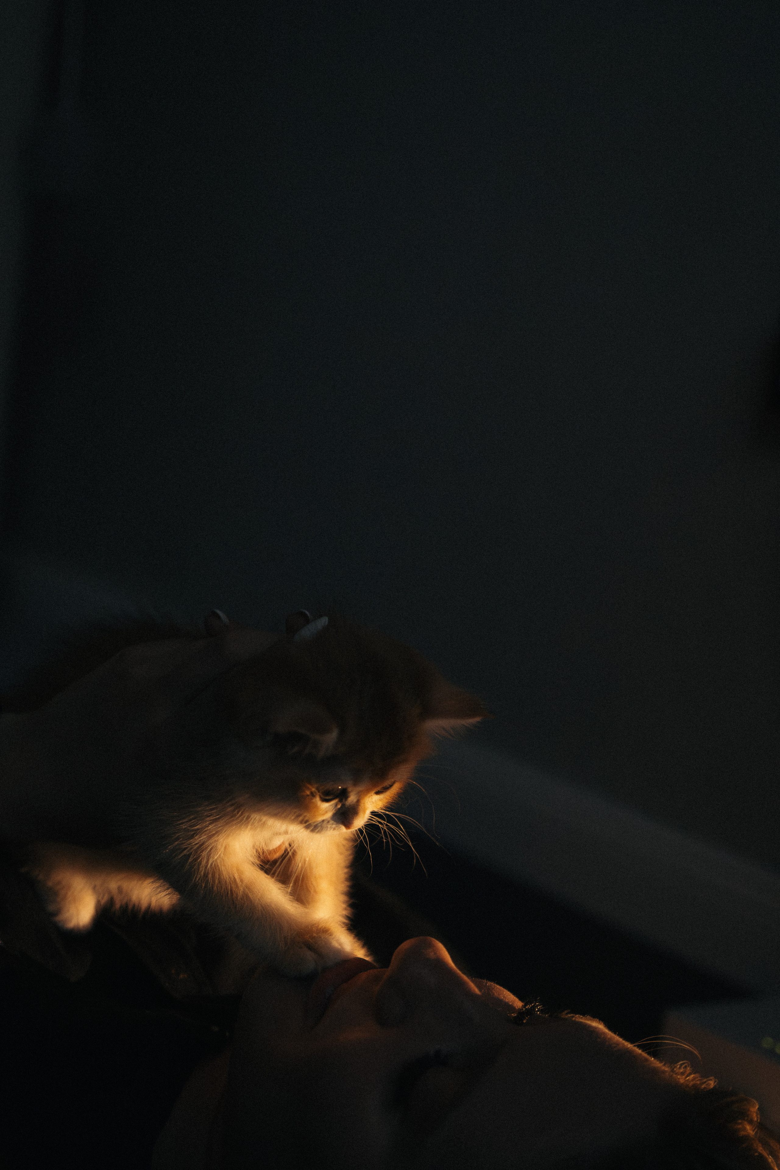 Илья, Люба и котики. Фотораф — анималист Мария Шистка