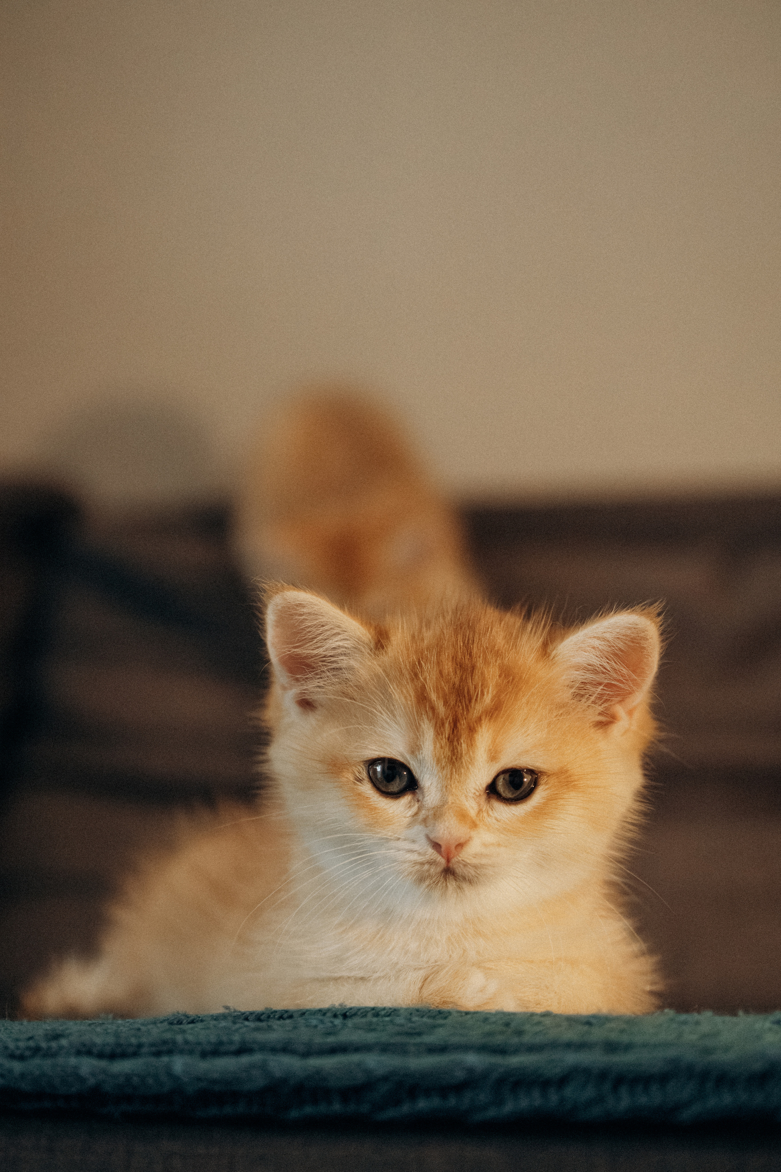 Илья, Люба и котики. Фотораф — анималист Мария Шистка