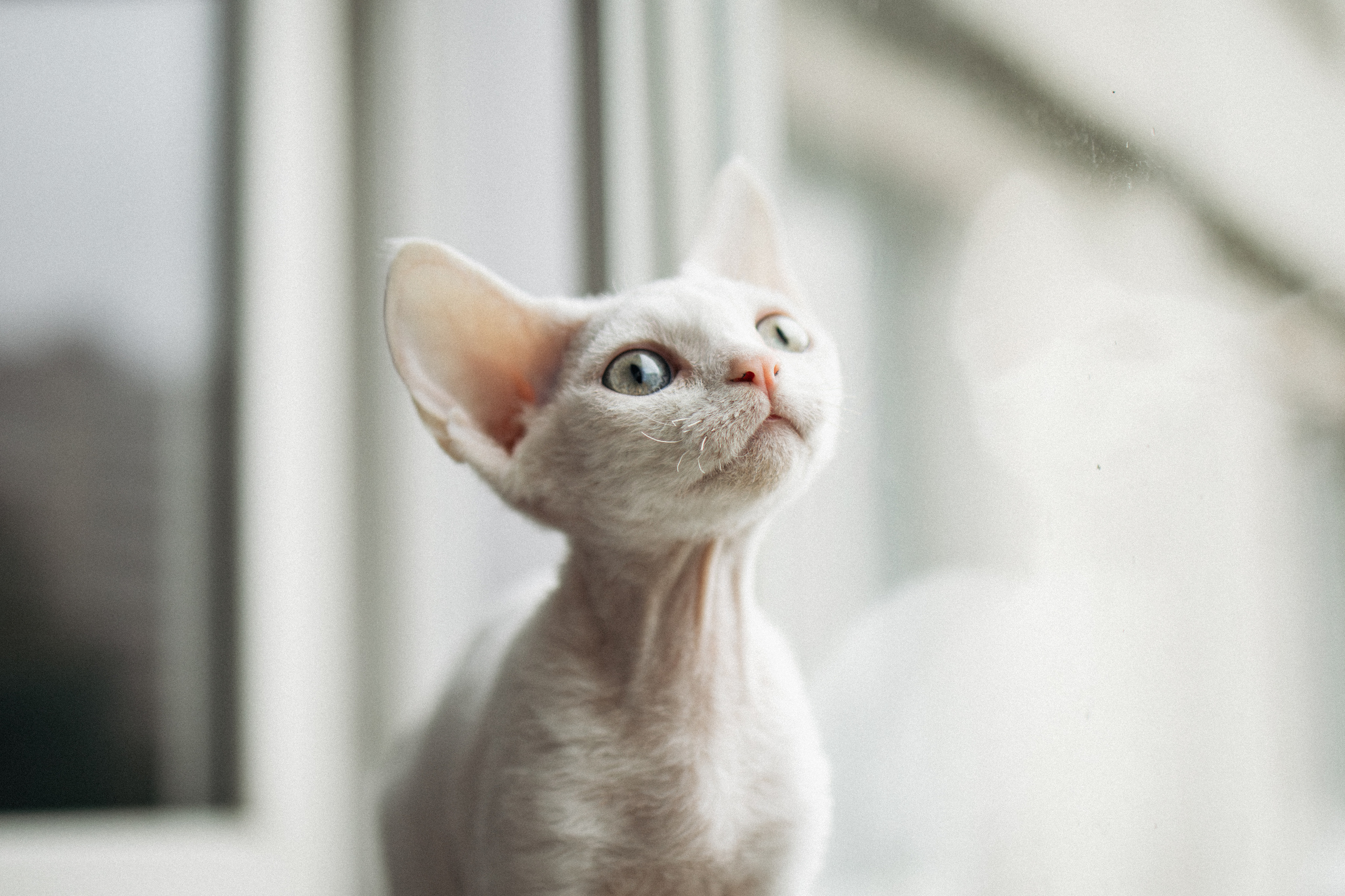 Этери, Саша и Эвия. Фотораф — анималист Мария Шистка