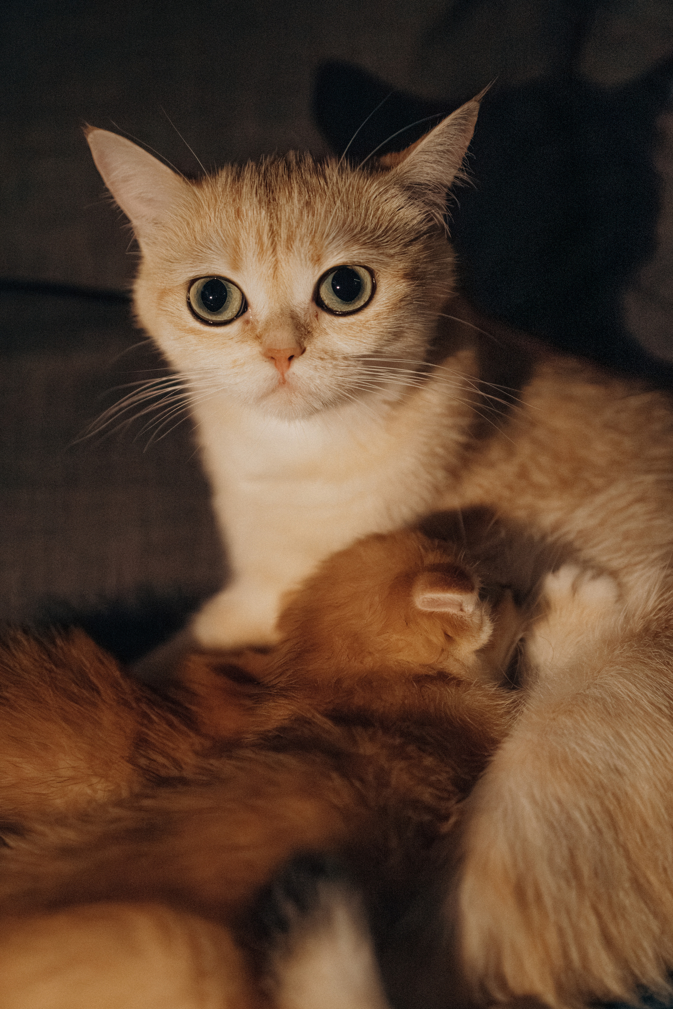 Илья, Люба и котики. Фотораф — анималист Мария Шистка