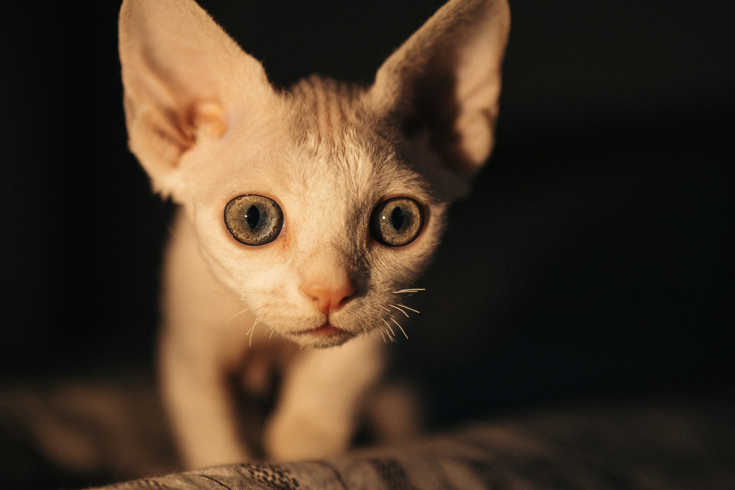 Этери, Саша и Эвия. Фотораф — анималист Мария Шистка