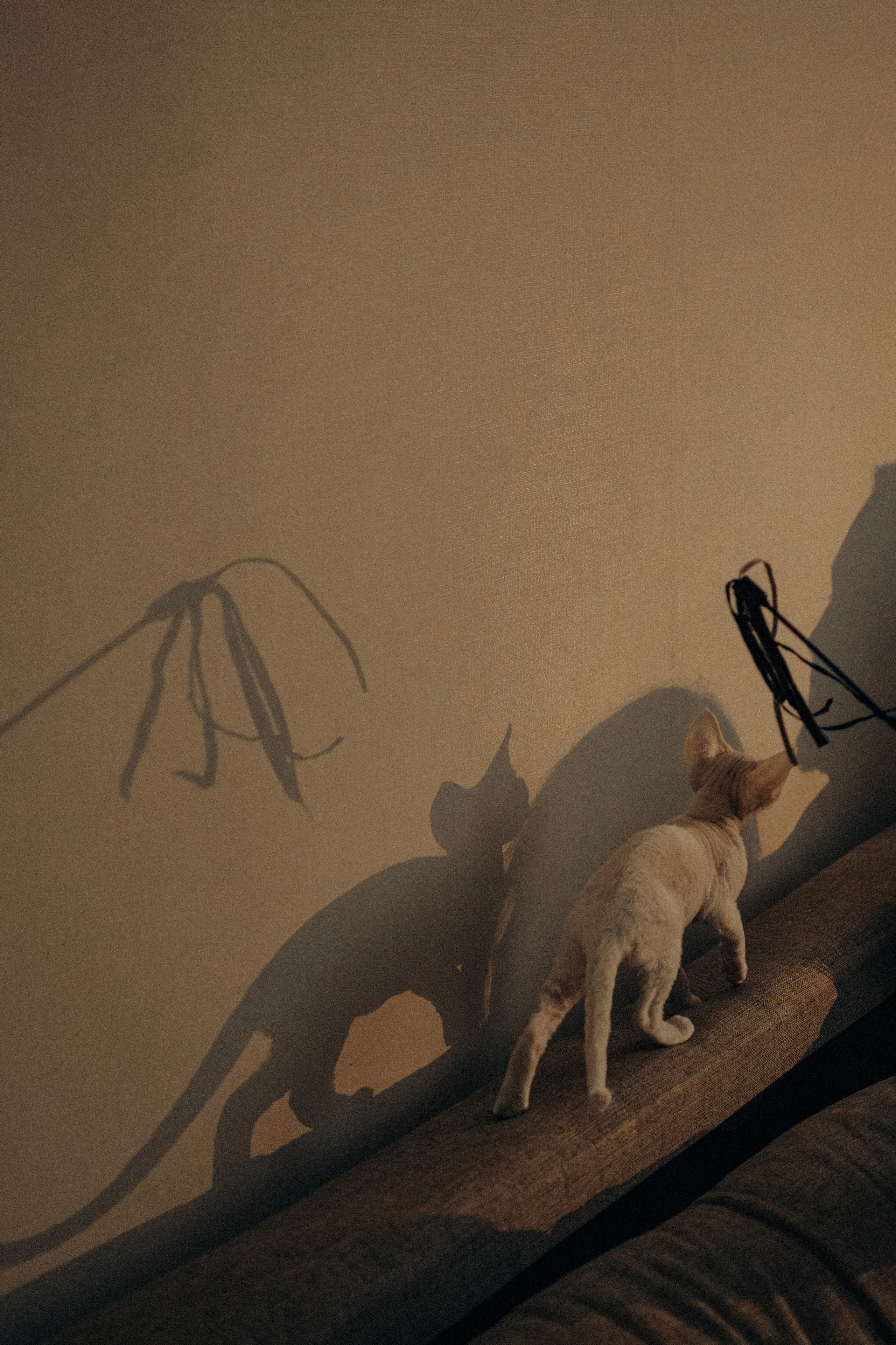 Этери, Саша и Эвия. Фотораф — анималист Мария Шистка