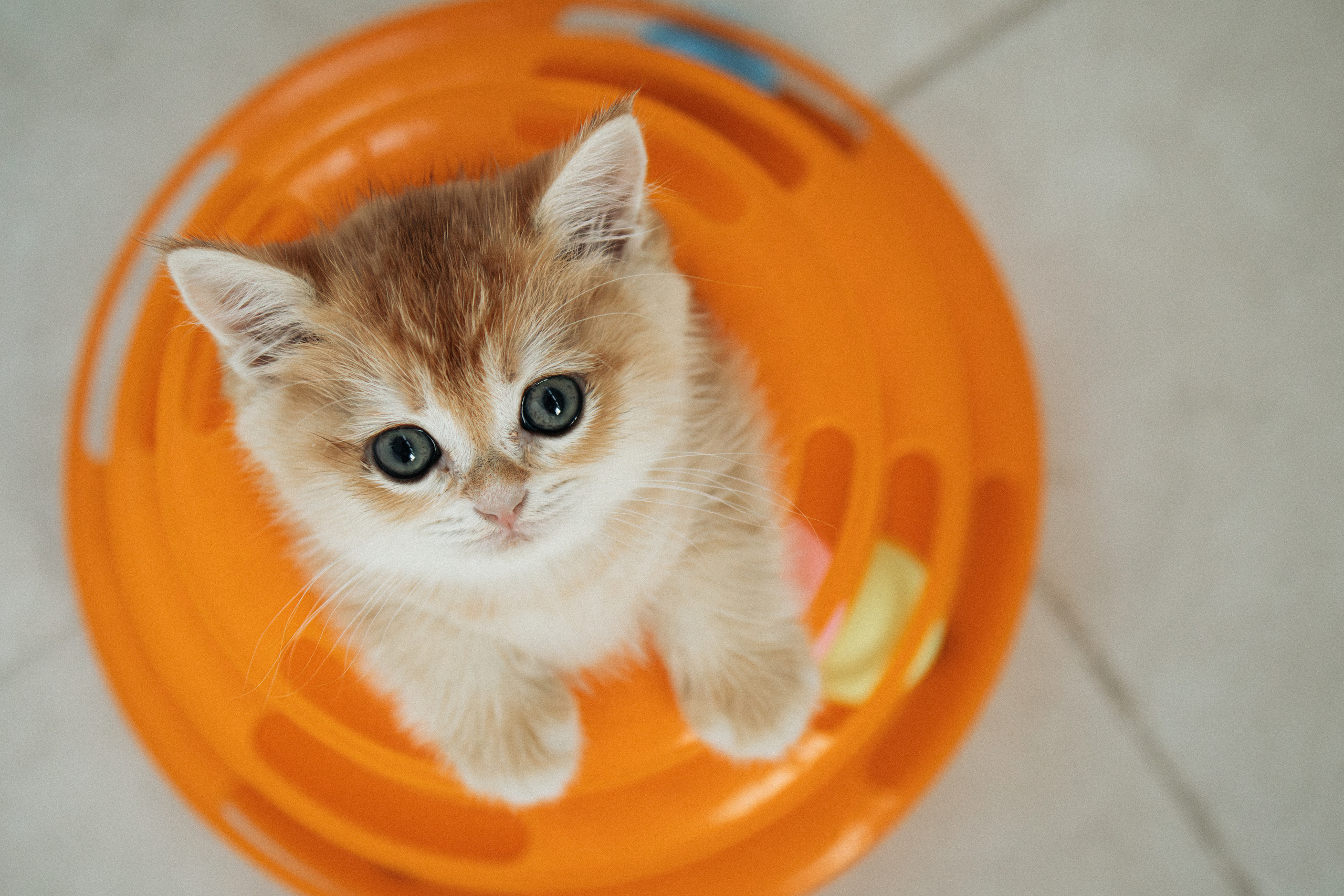 Илья, Люба и котики. Фотораф — анималист Мария Шистка