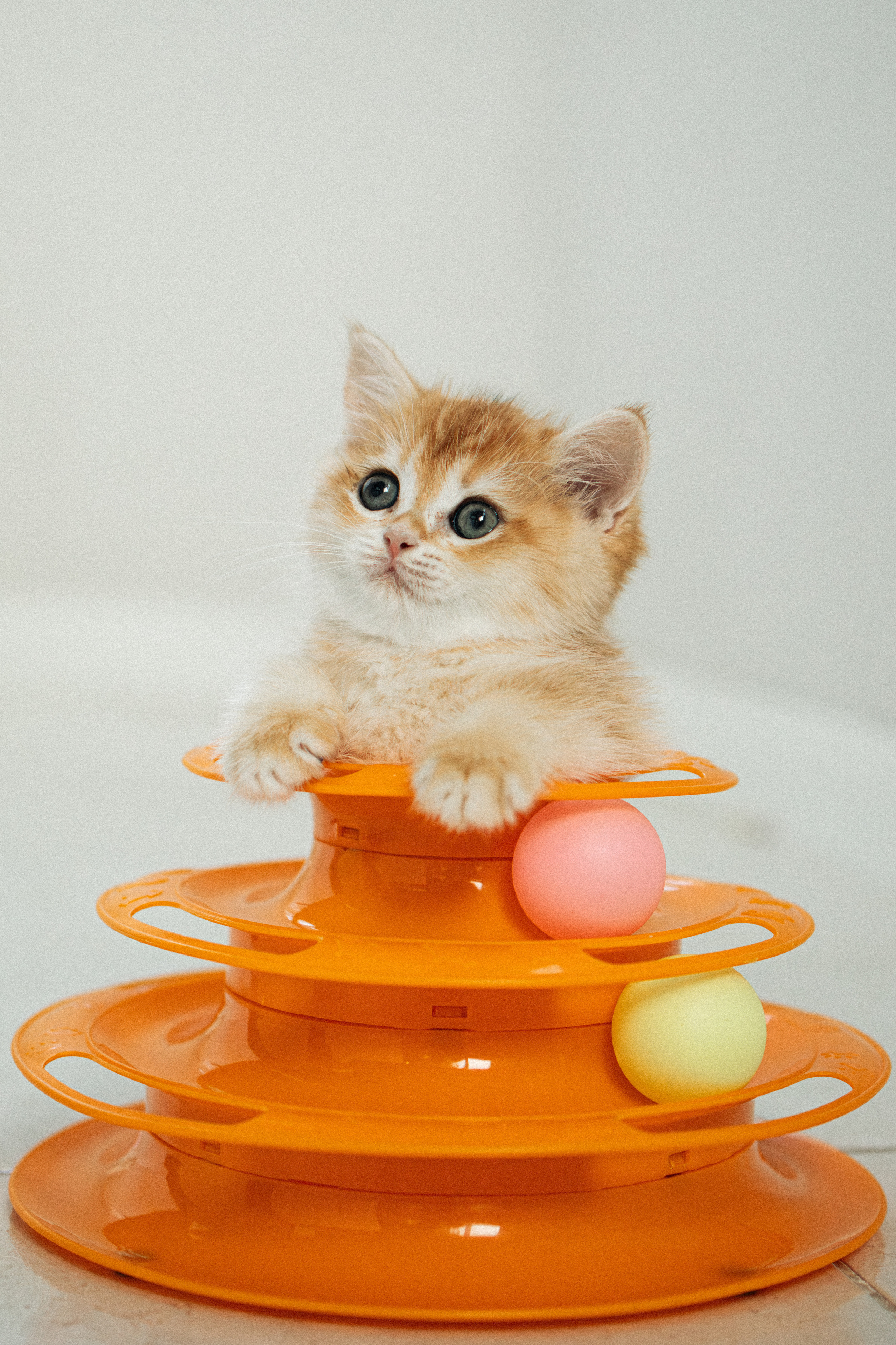 Илья, Люба и котики. Фотораф — анималист Мария Шистка