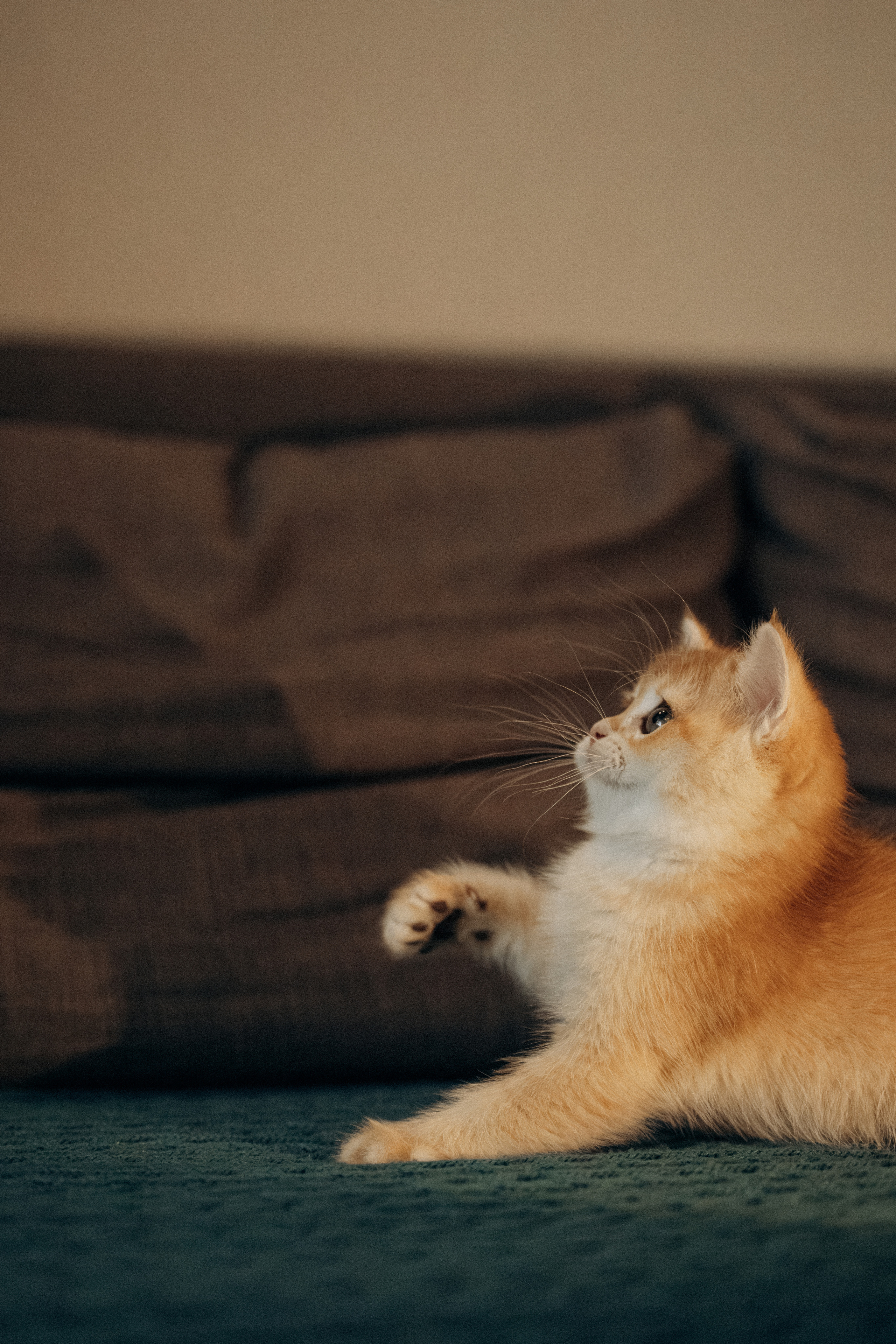 Илья, Люба и котики. Фотораф — анималист Мария Шистка