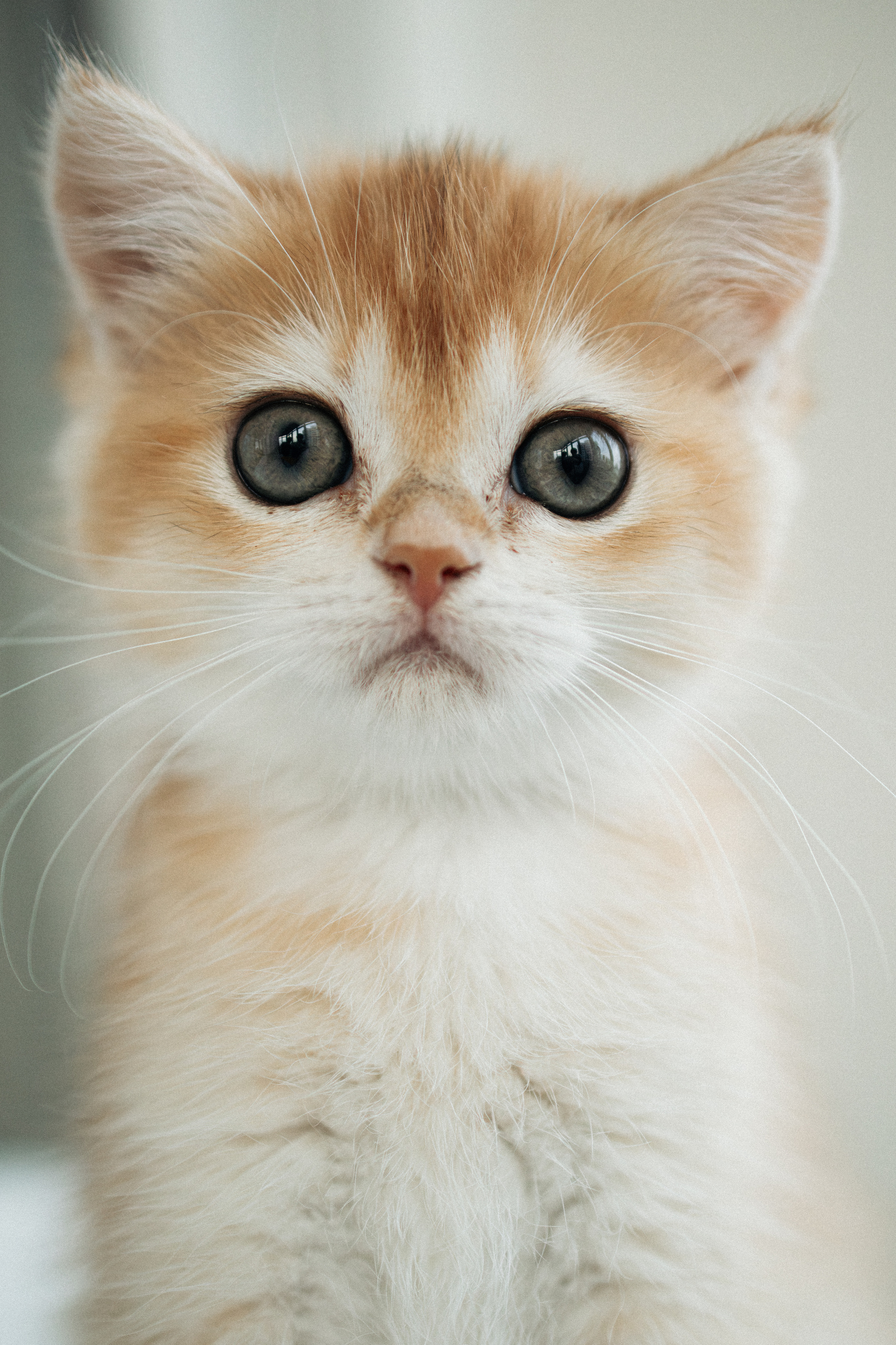 Илья, Люба и котики. Фотораф — анималист Мария Шистка